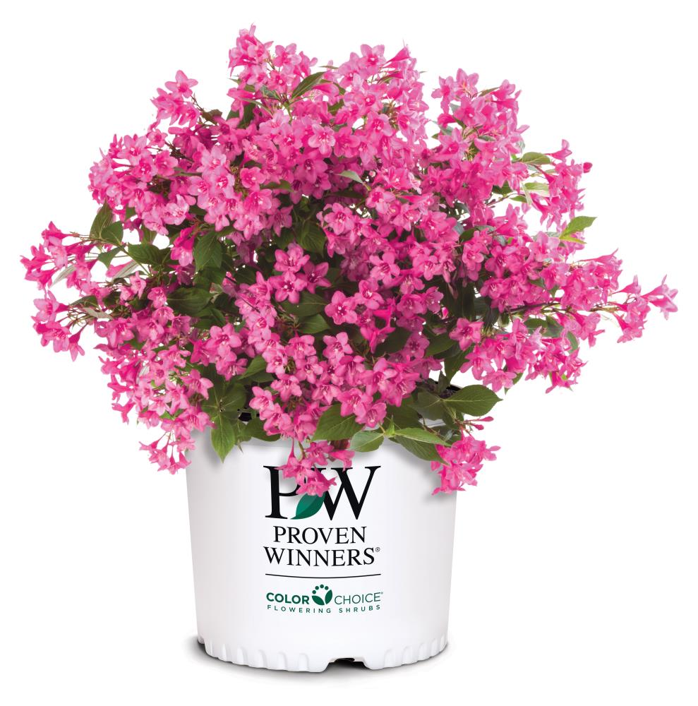Image of Sonic Bloom Pink Weigela in a pot