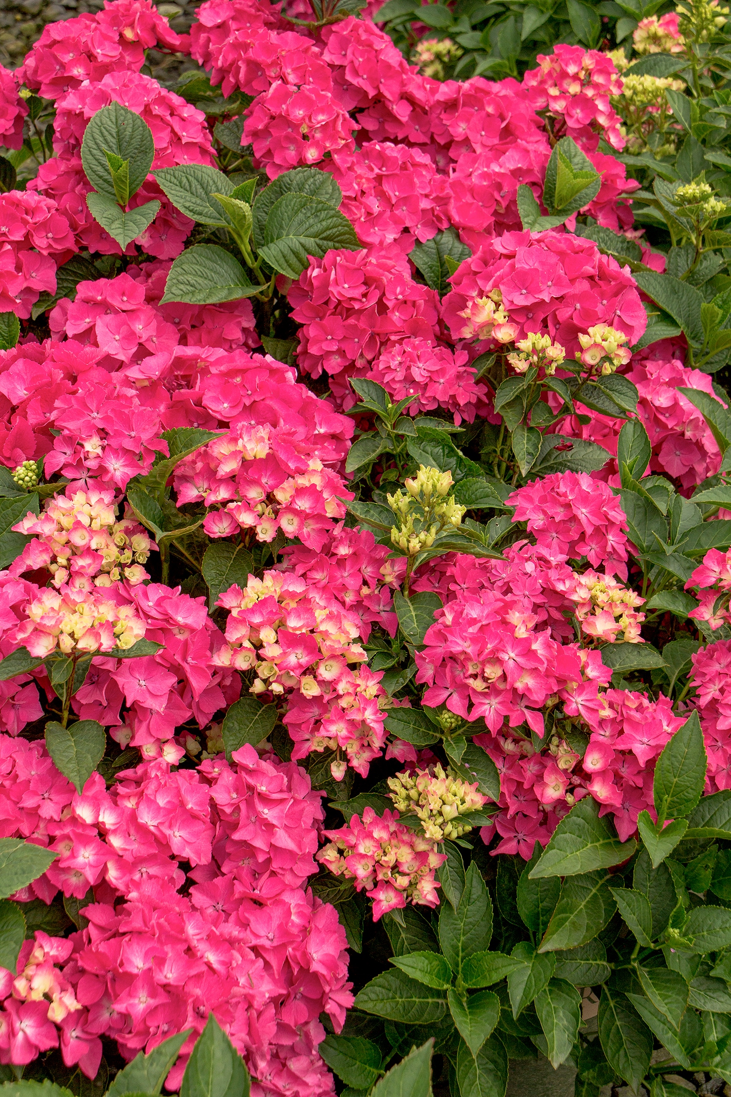 Monrovia 042075 shrubs - View #2