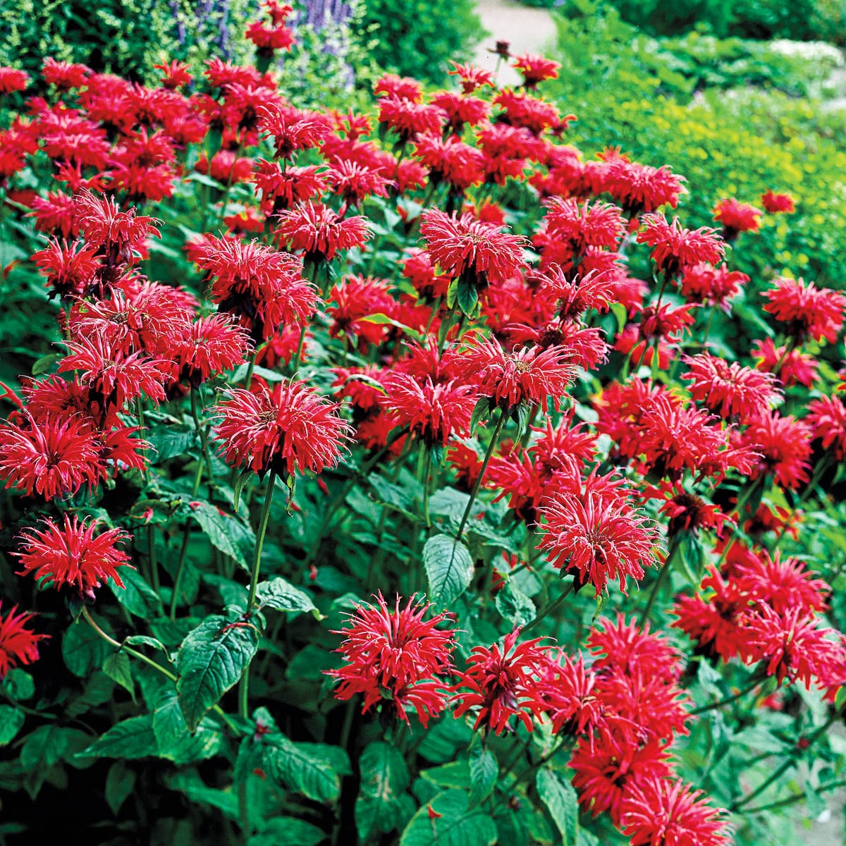 Breck's Red Cherry Pops Bee Balm Dormant Perennial Plant in 1-Pack ...