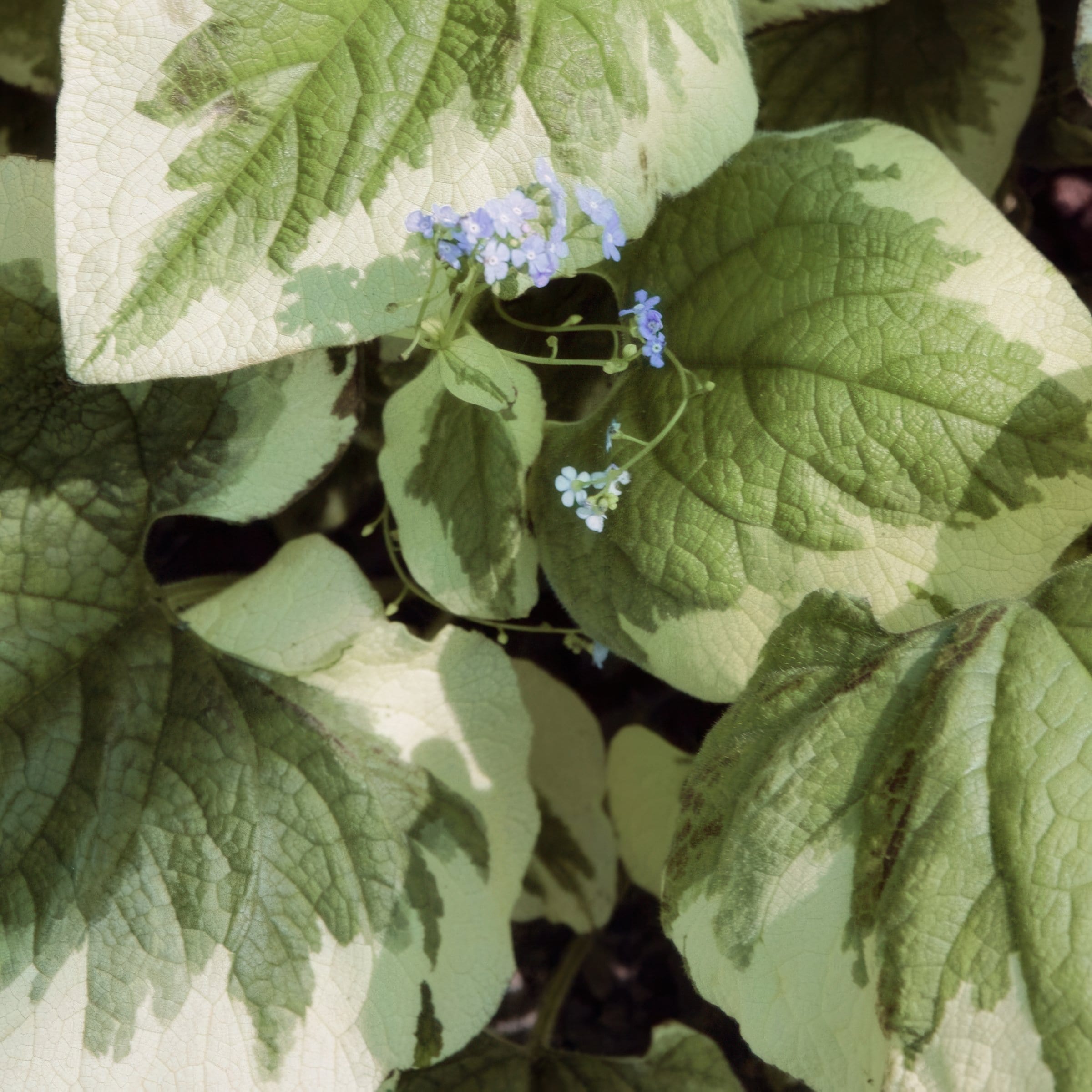 National Plant Network LW1917 perennials - View #6