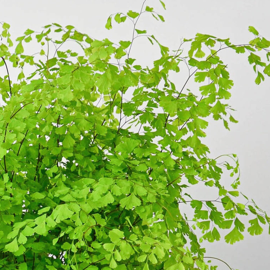 House Plant Shop 6-FERN-MAIDENHAIR hseplants - View #3