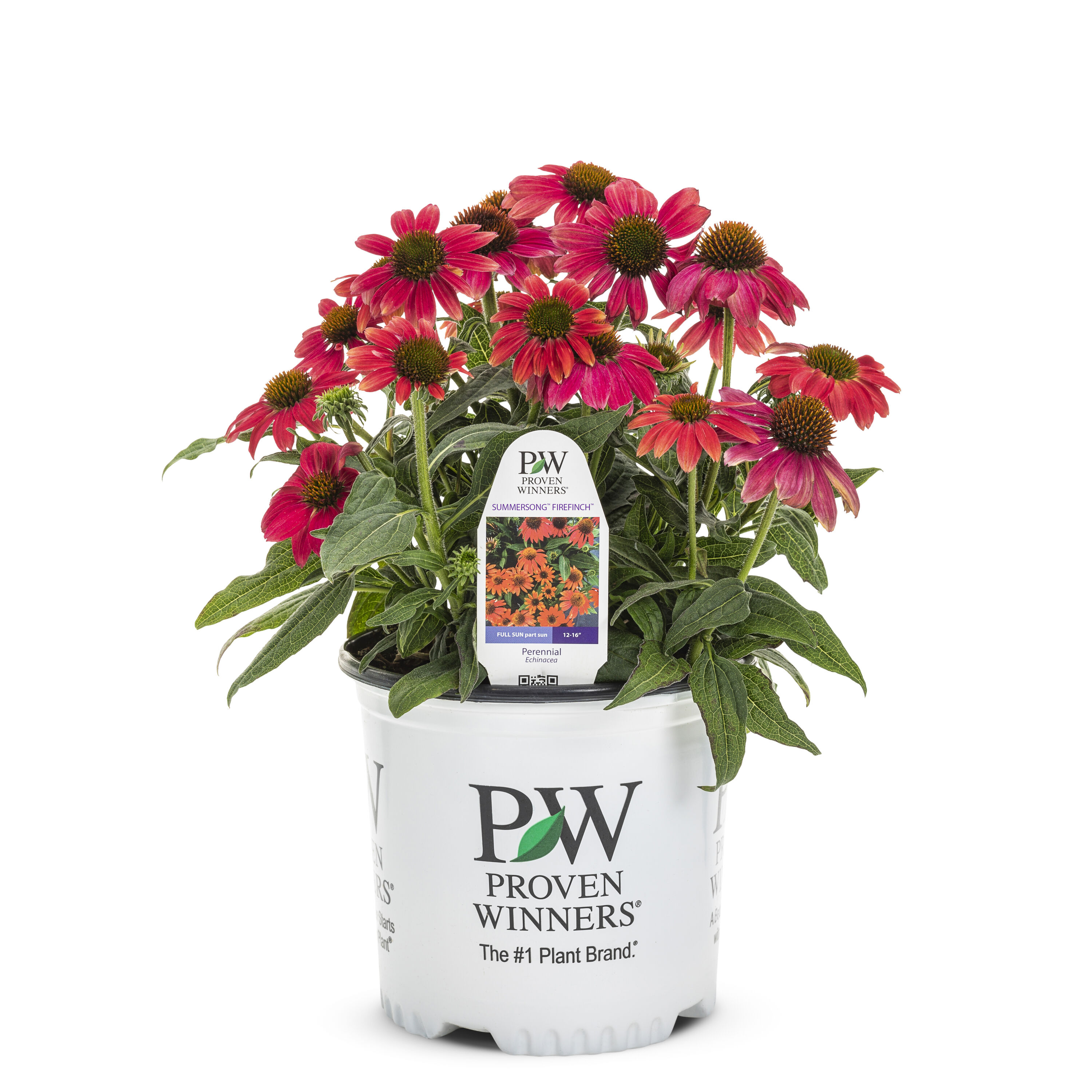 Lowe's NURSERY Red Firefinch Coneflower Plant in 1 -Gallon Pot 1 -Pack
