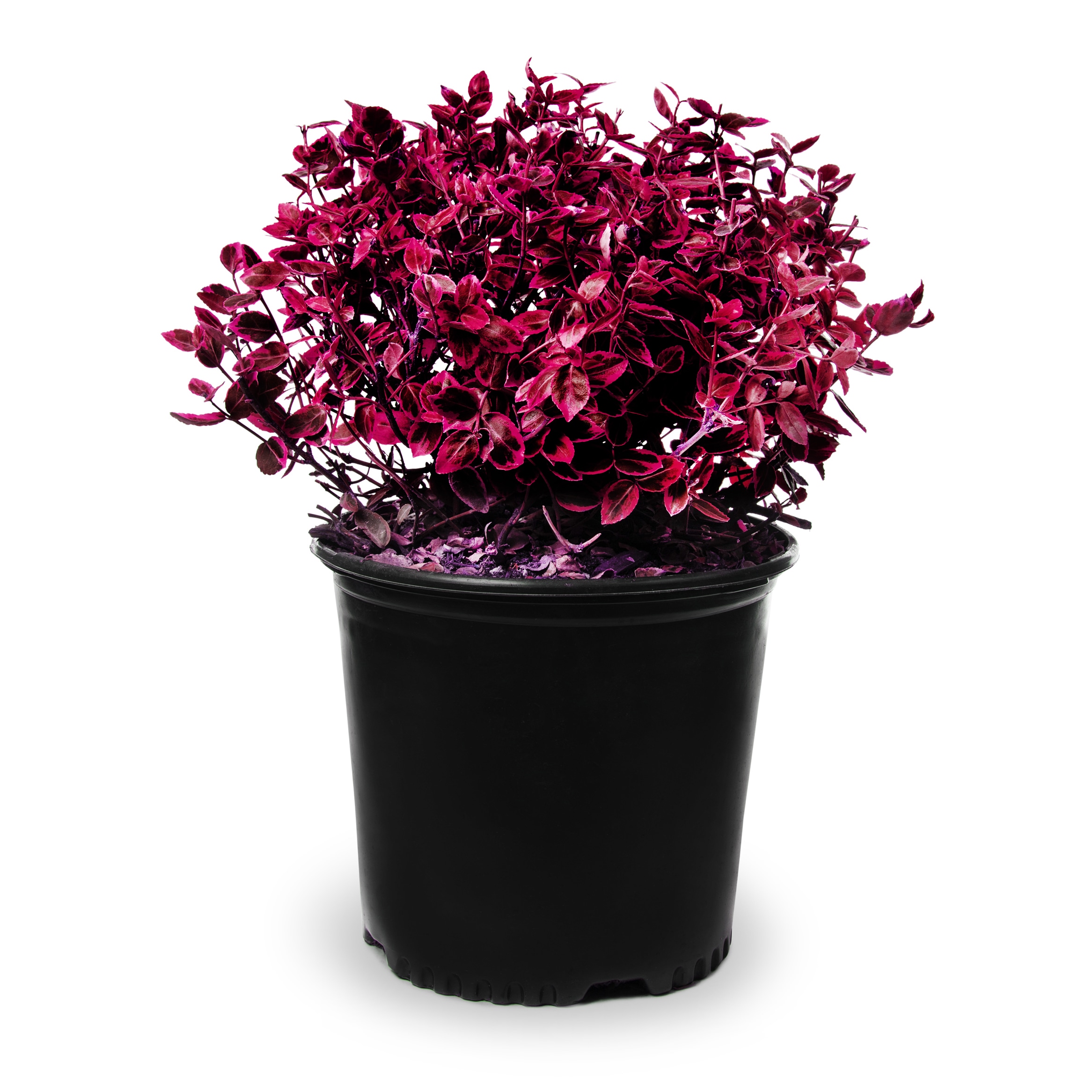 Lowe's Dwarf Burning Bush Foundation/Hedge Shrub in 2.5-Quart Pot