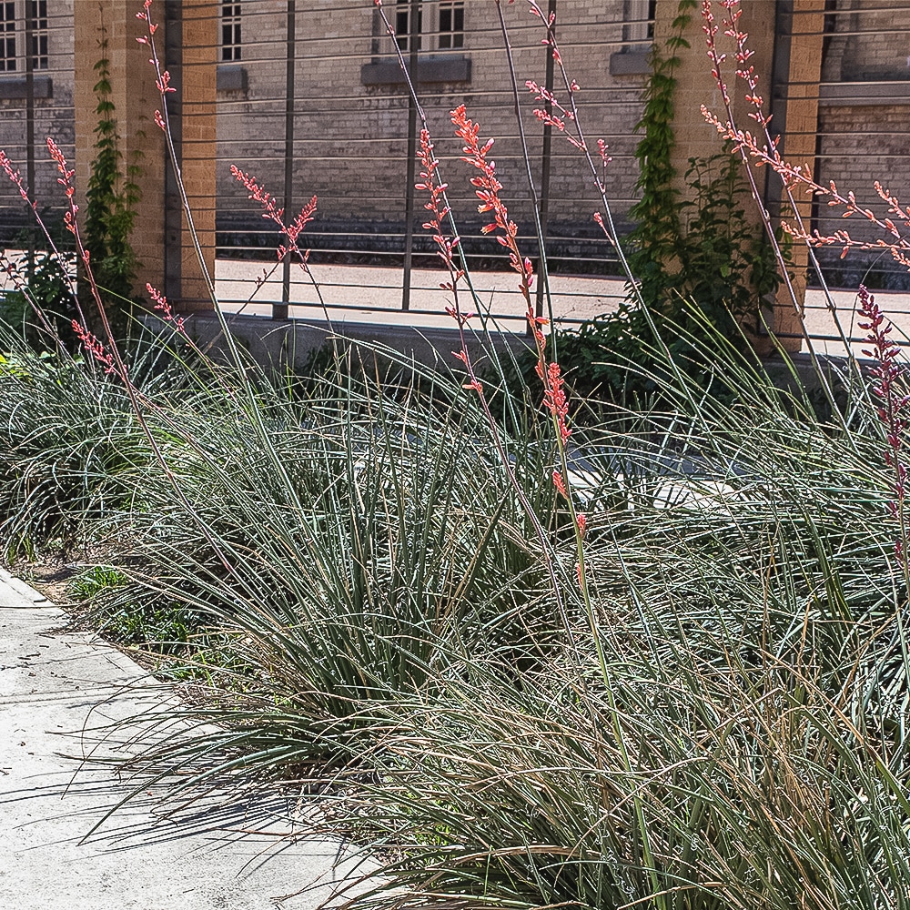 Altman Plants 0880068 shrubs - View #3