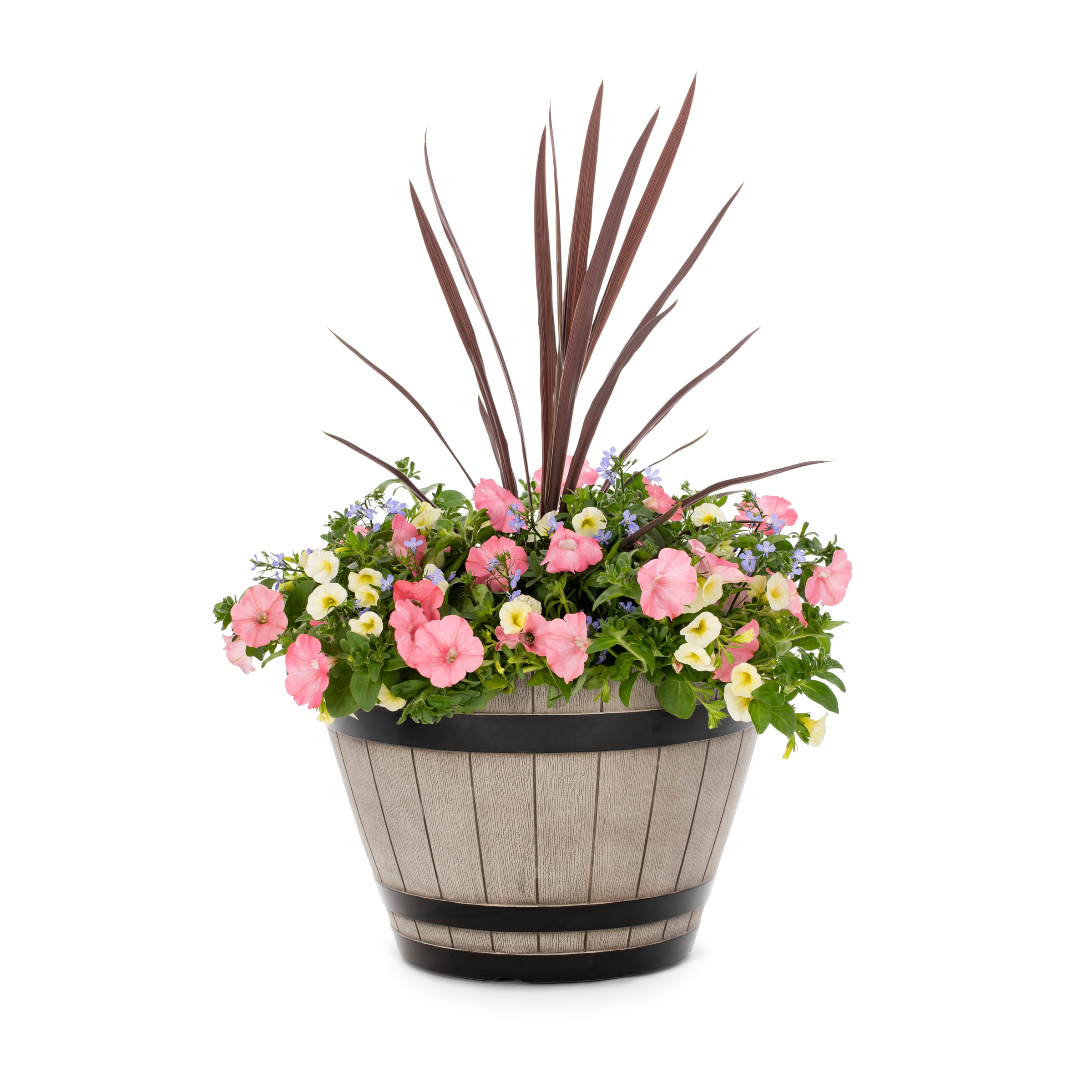 Proven Winners NURSERY Multicolor Bermuda Skies in 5-Gallon Planter
