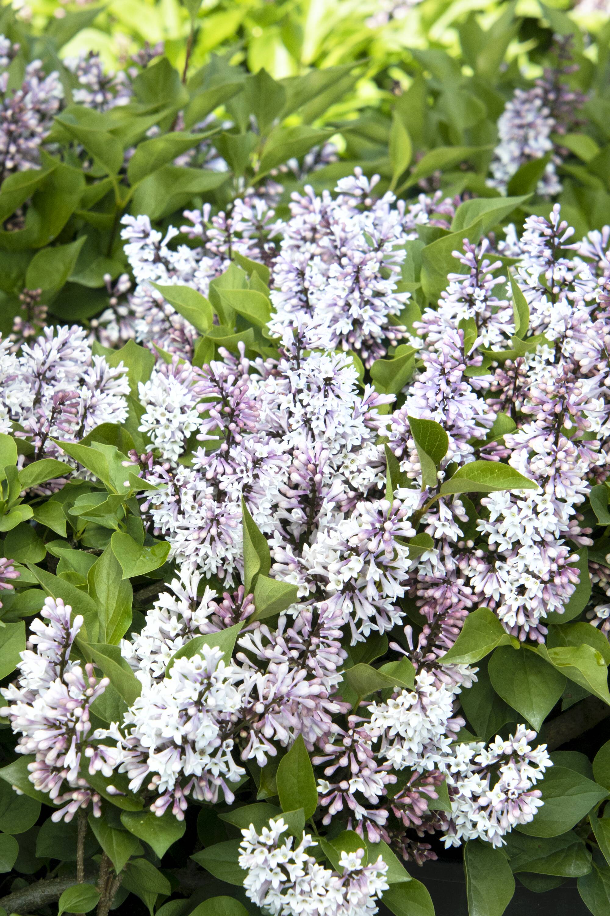 Monrovia Purple Little Darling Lilac Flowering Shrub in 1.73-Gallon Pot ...