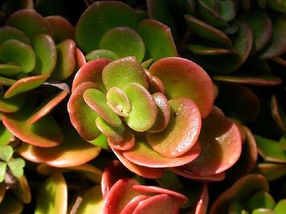 Monrovia 069871 1.0 -Pack Chinese Sedum in 2.60 -Quart Pot