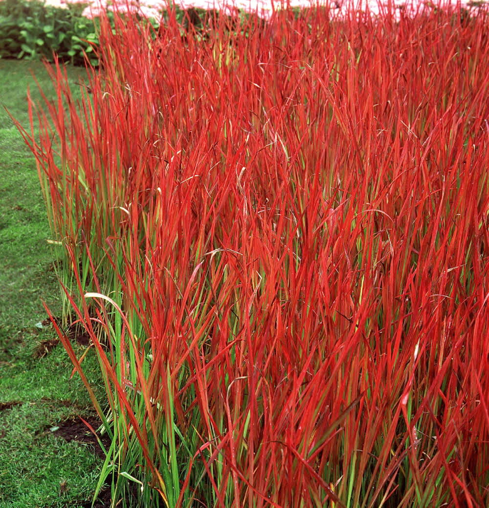 Hirt's Gardens - Japanese Blood Grass - Imperata cylindrica Red Baron - 2.5 inch Pot