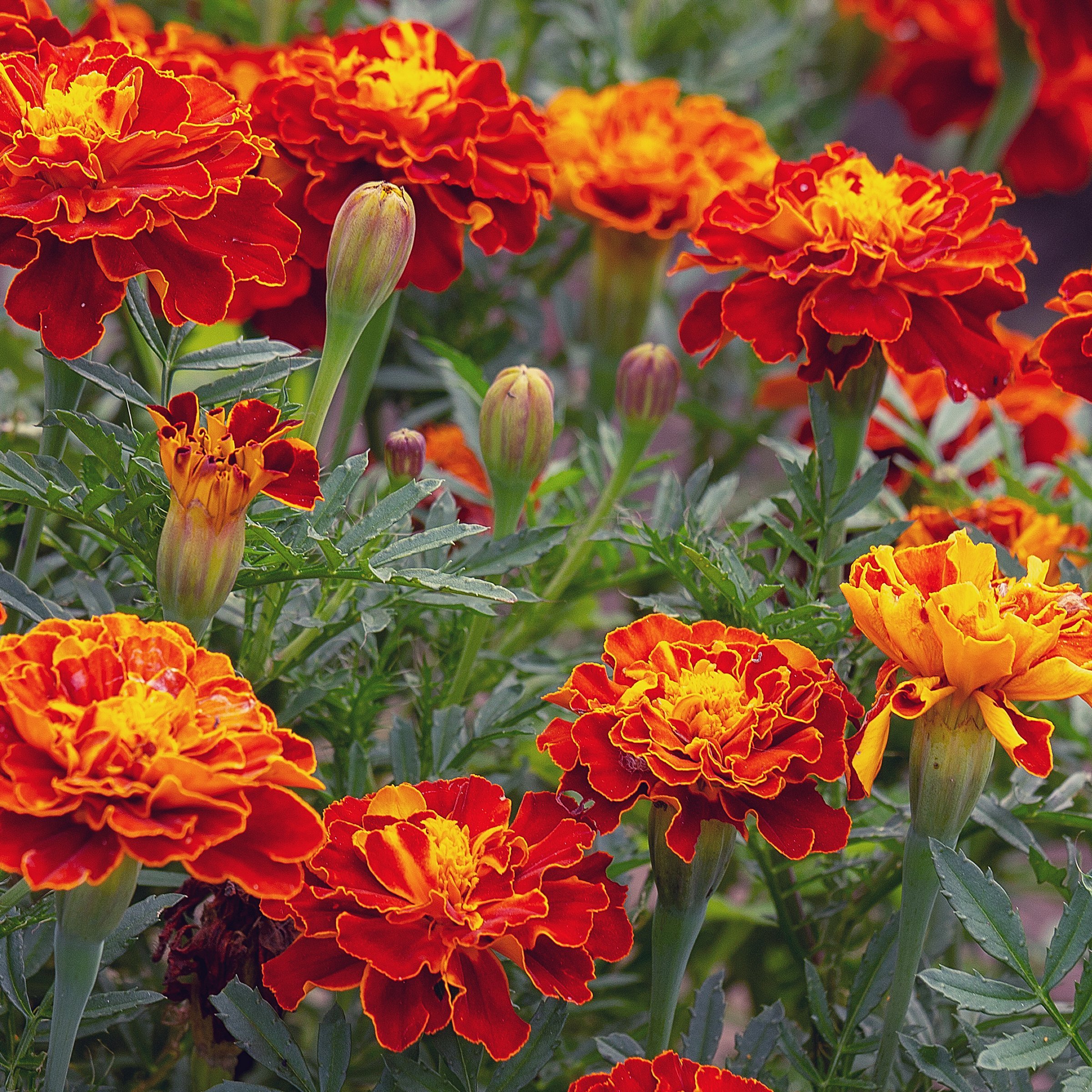National Plant Network LW2583 annuals - View #10