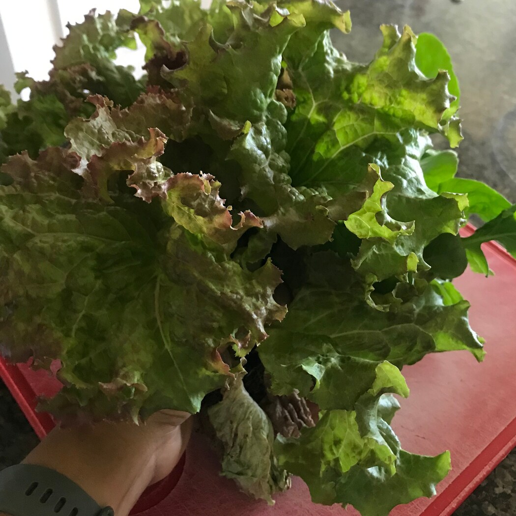 Lettuce Grow SO-SV-12-1474353 Vegetable-Plants - View #10