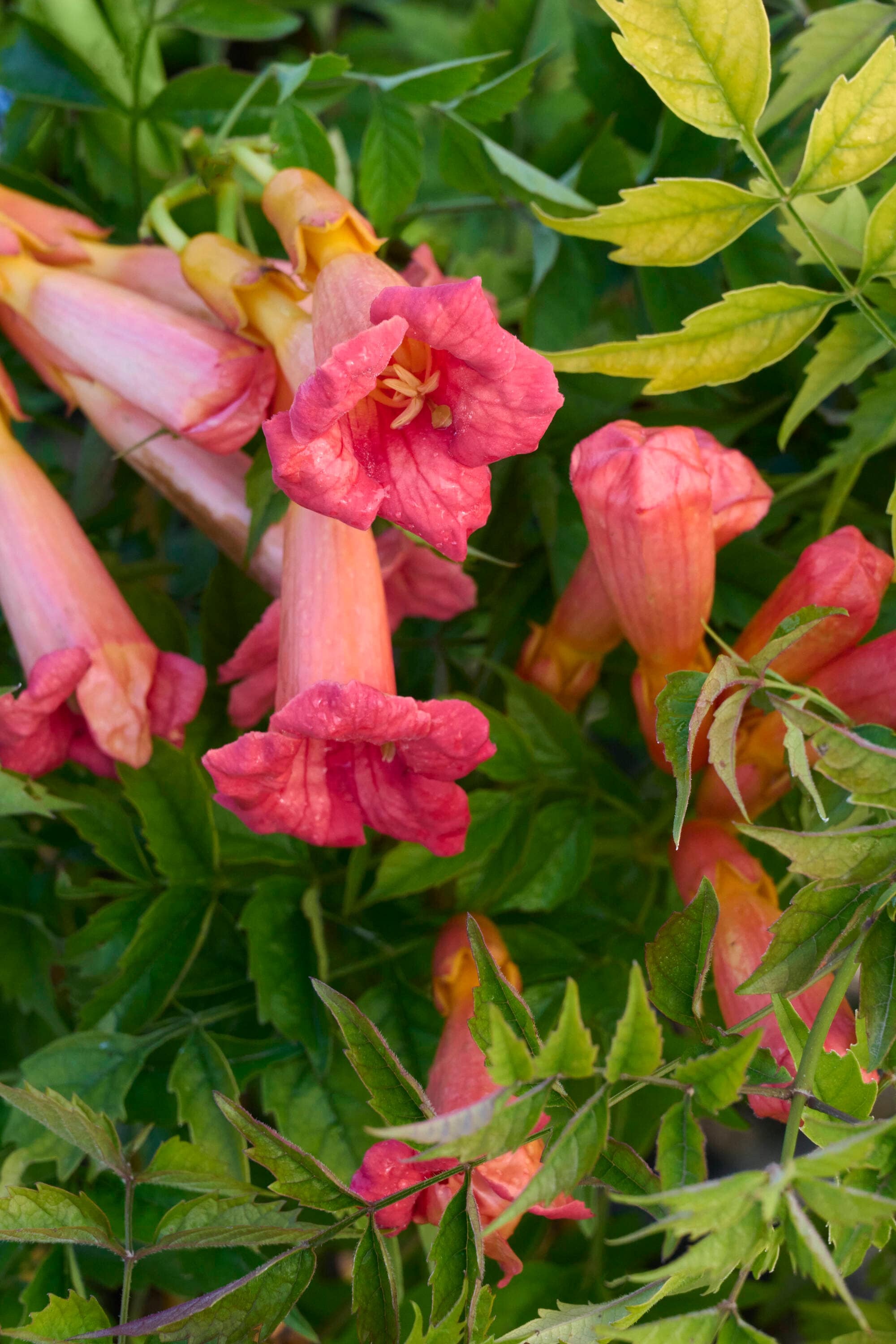 Monrovia 022711 2.6 -Quart Pot Balboa Sunset Trumpet Vine