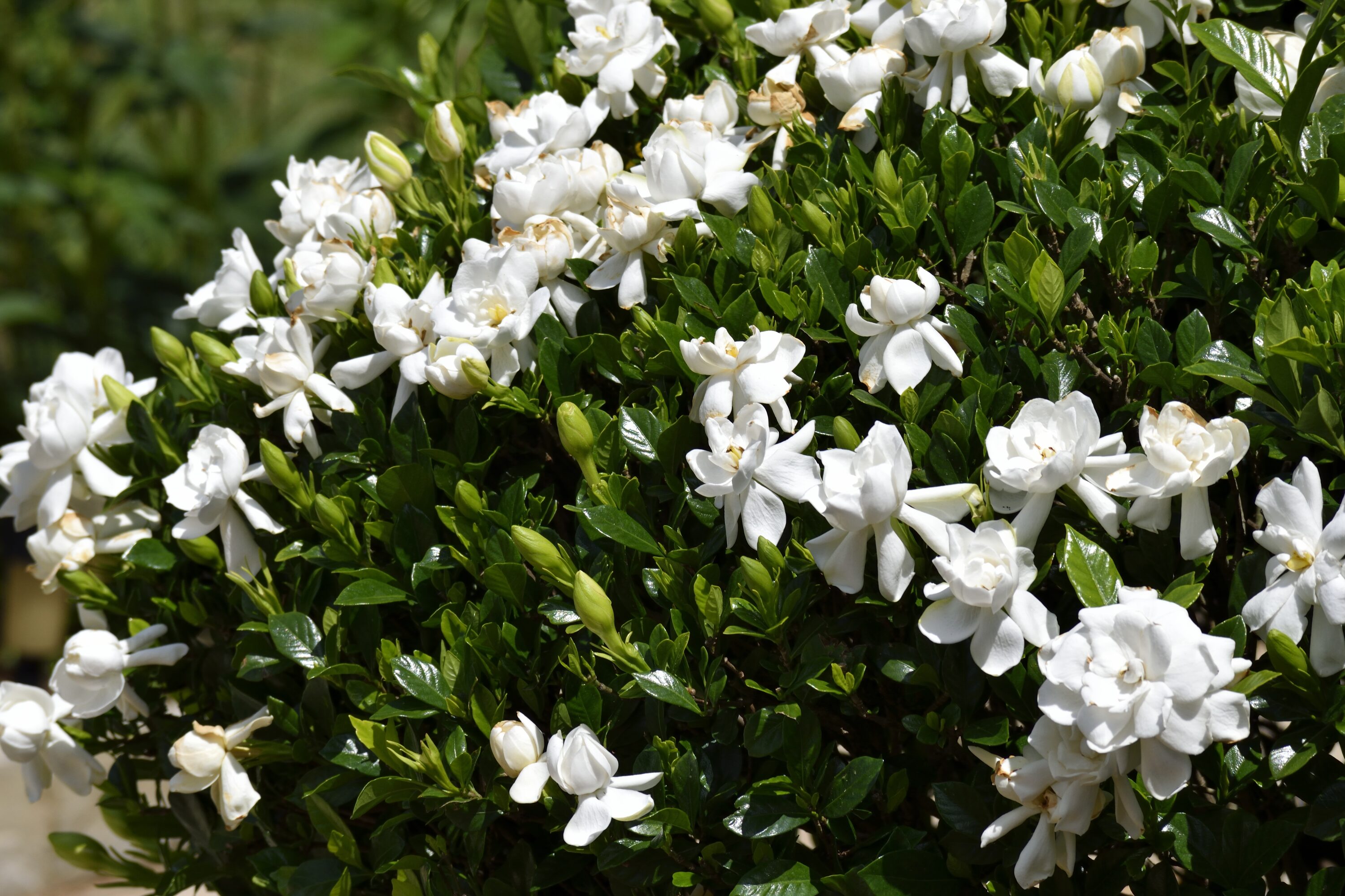 National Plant Network LW3013 shrubs - View #4