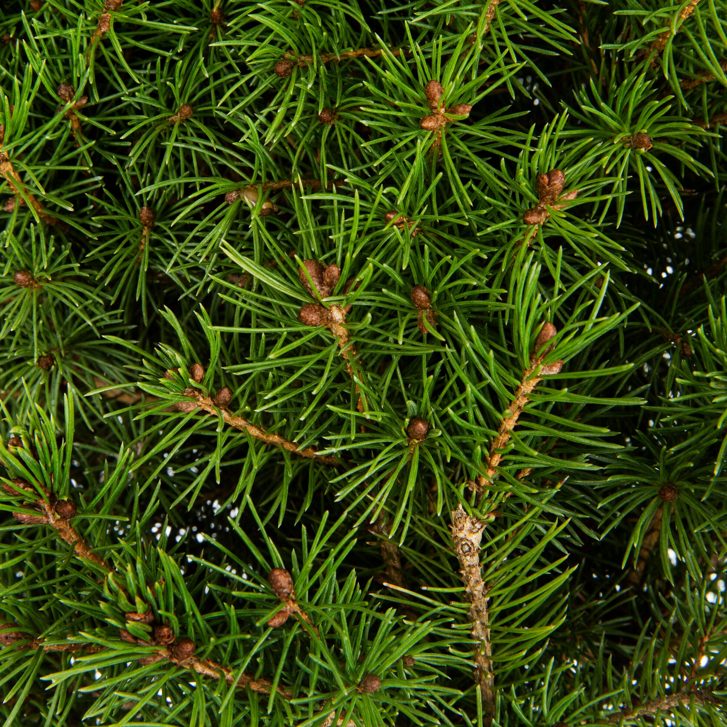 Lowe's 961650 shrubs - View #2