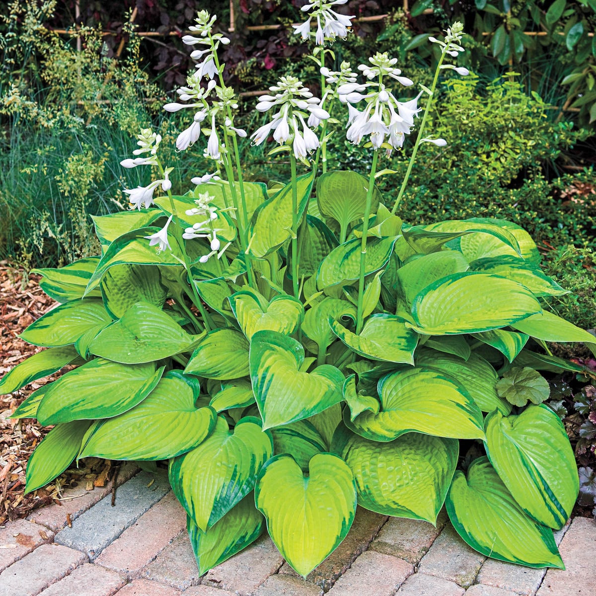 Breck's 89516 perennials - View #2