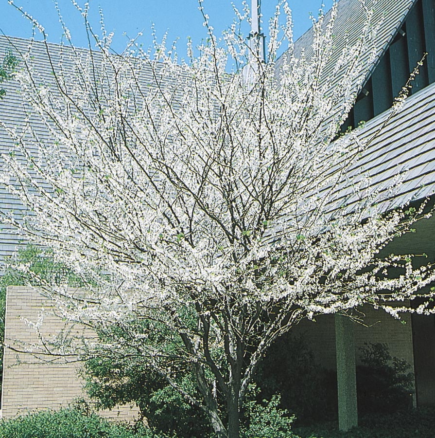 Lowe's CERCAS0330 27.17 -Gallon White Flowering Texas White Redbud In pot (with soil)