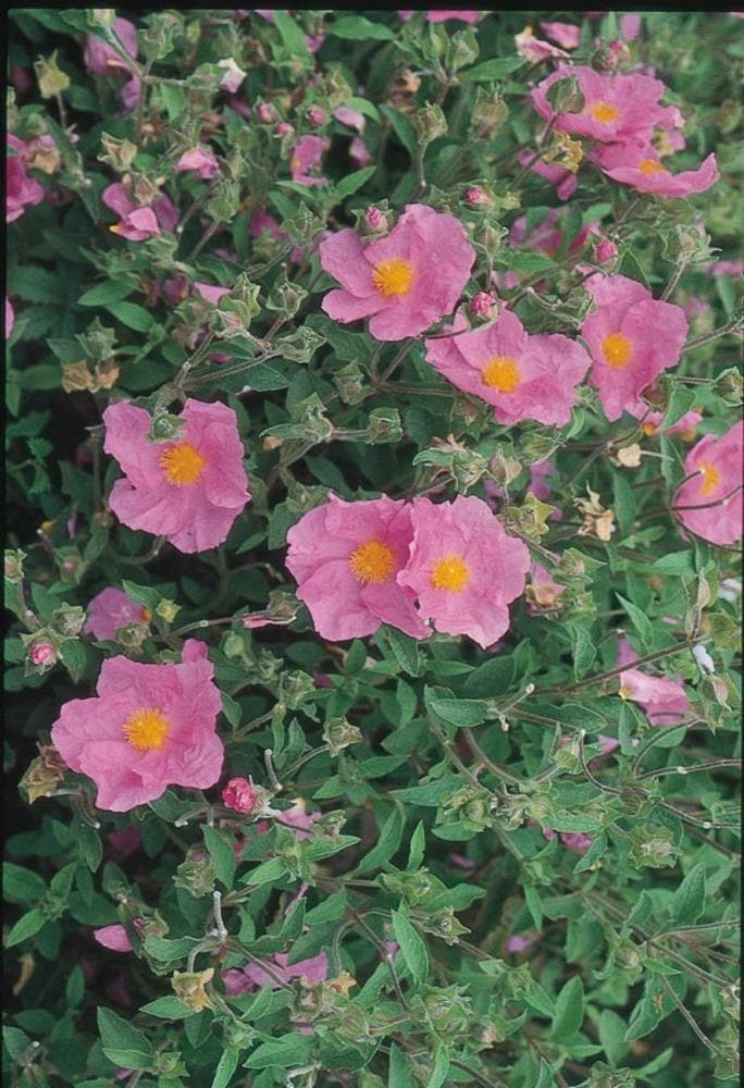 Drought Tolerant Rock Rose Shrubs at Lowes.com