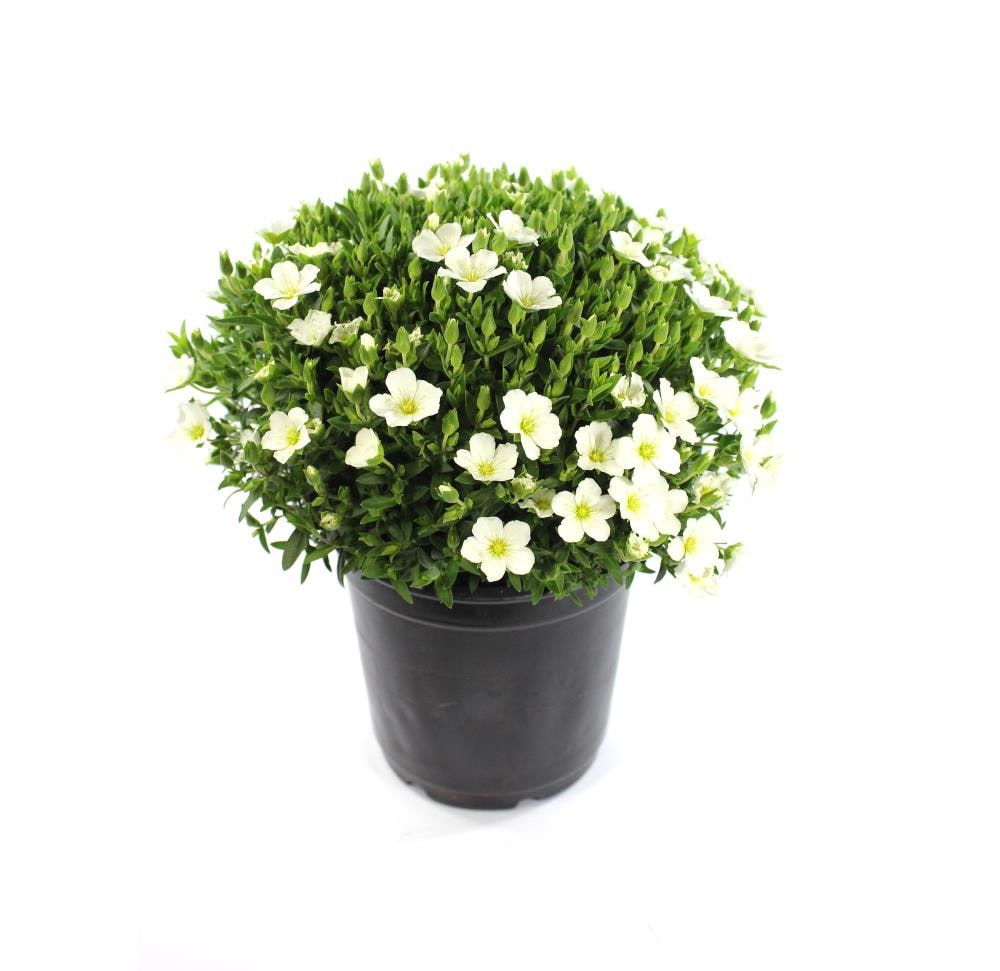 Lowe's NURSERY Multicolor Arenaria Plant in 1 -Pint Pot 1.0 -Pack