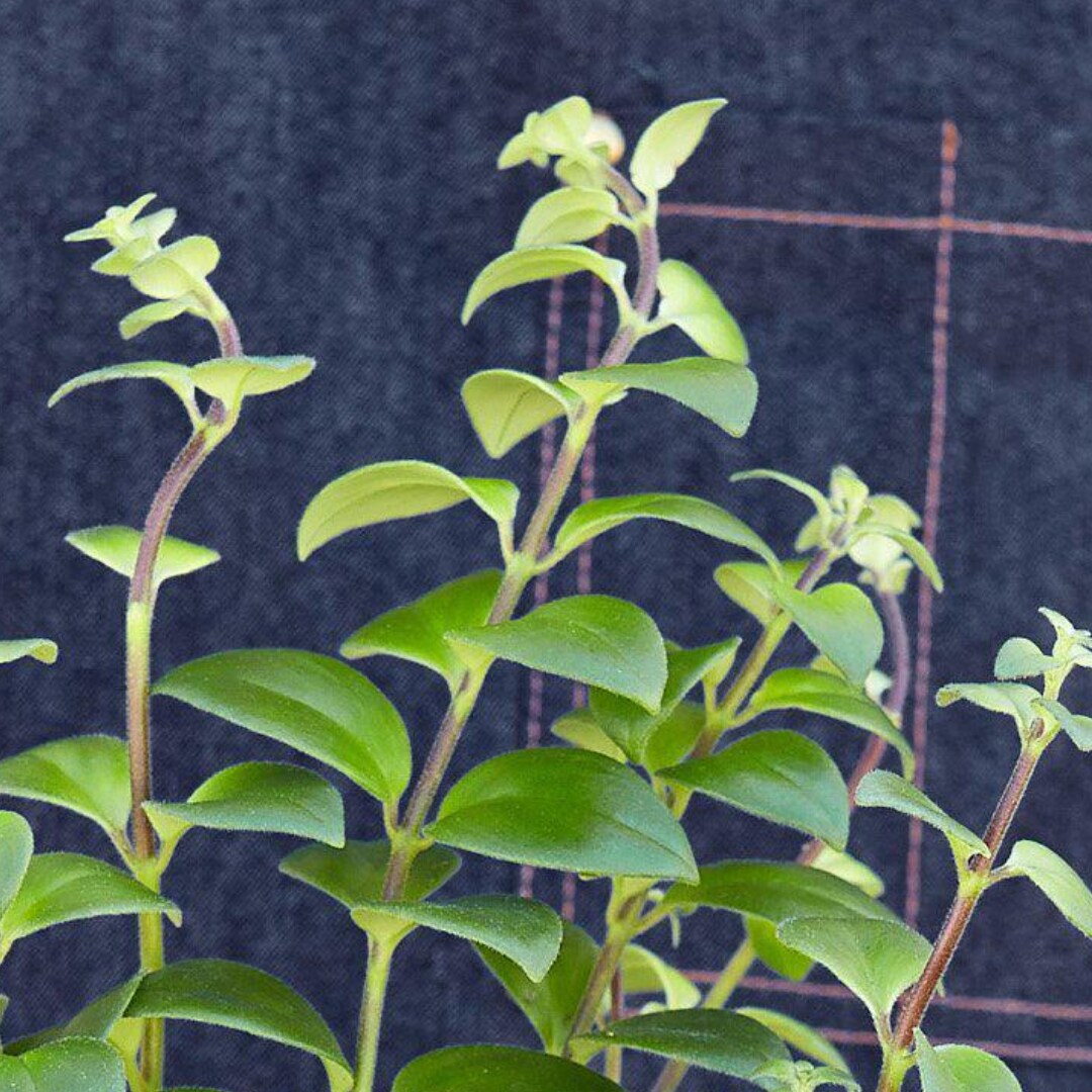 House Plant Shop 6-LIPSTICK-CLASSIC hseplants - View #2