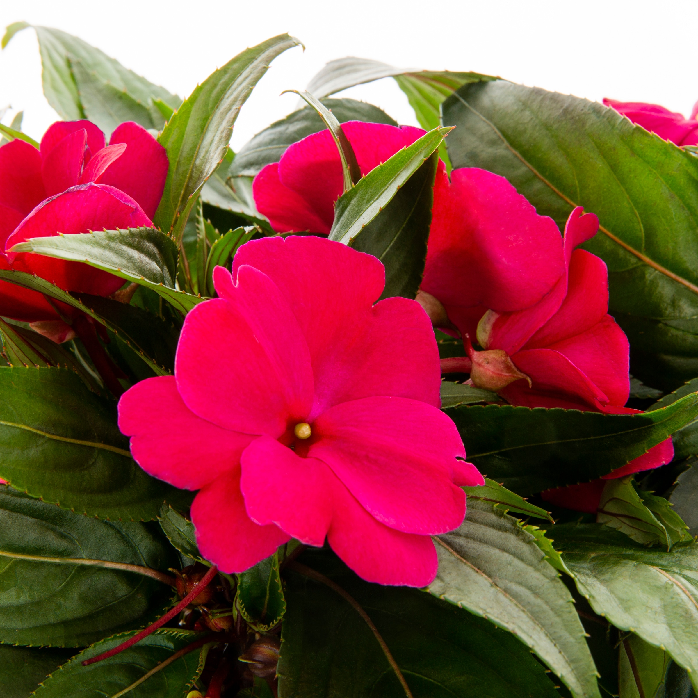 Lowe's NURSERY annuals - View #2
