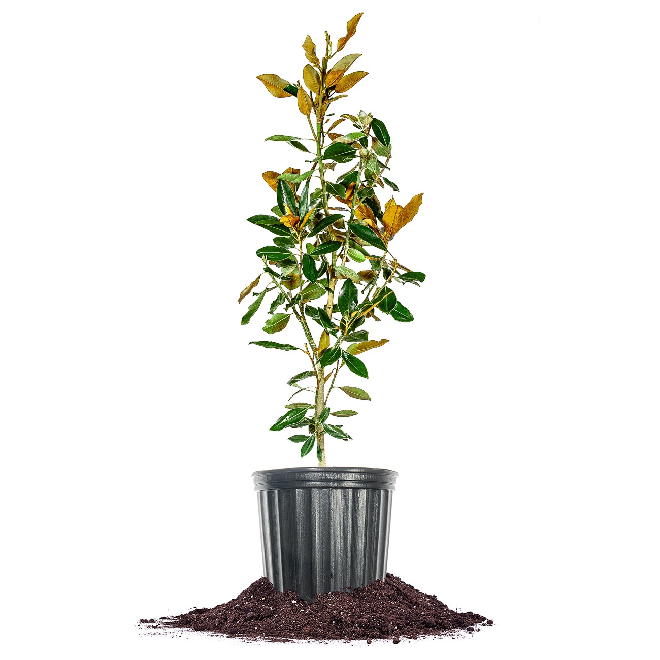 Perfect Plants LOLITTLEGEM3G 3 -Gallon White Flowering Little Gem Magnolia In pot (with soil)