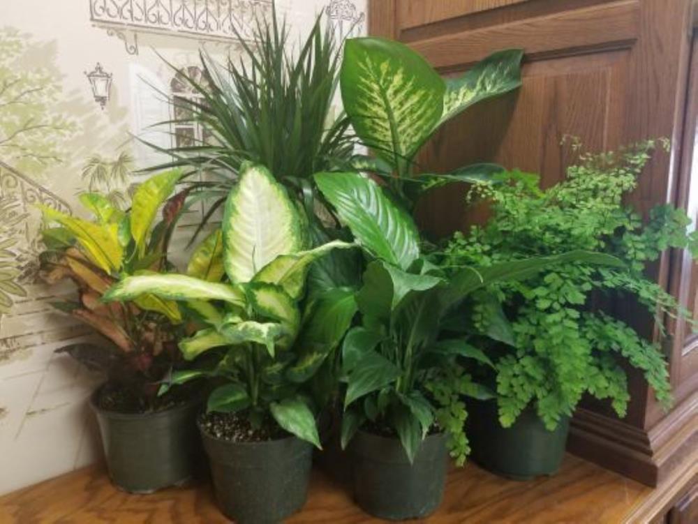 Lowe's 471514 Water Wick House plant in 1 Quart(s) Pot 1 -Pack