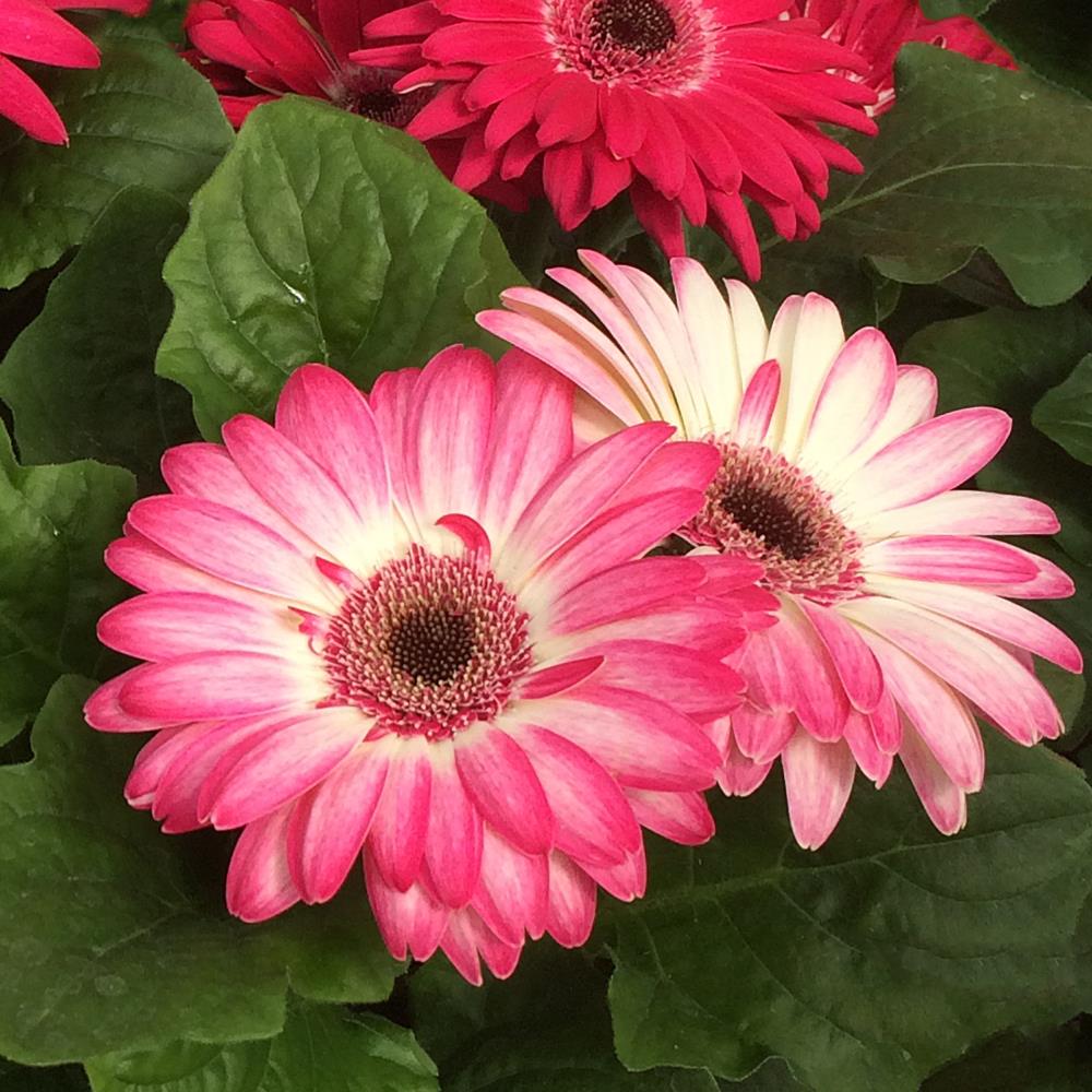 Monrovia Pink Gerbera Daisy in 1-Quart Pot in the Annuals department at ...