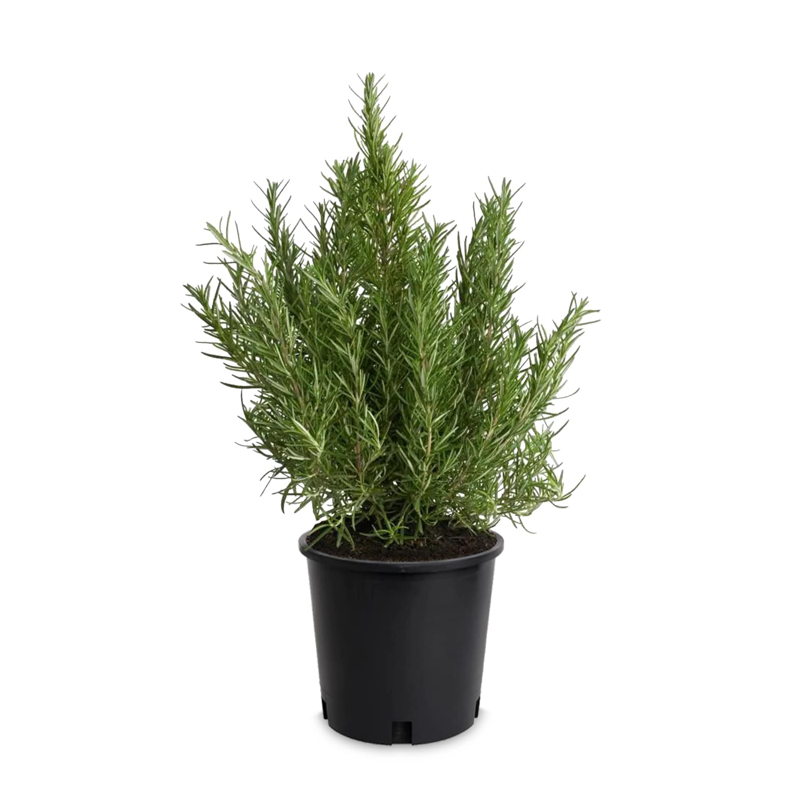 Lowe's NURSERY Blue Tuscan Blue Rosemary Tree Accent Shrub in 3.58-Gallon Pot