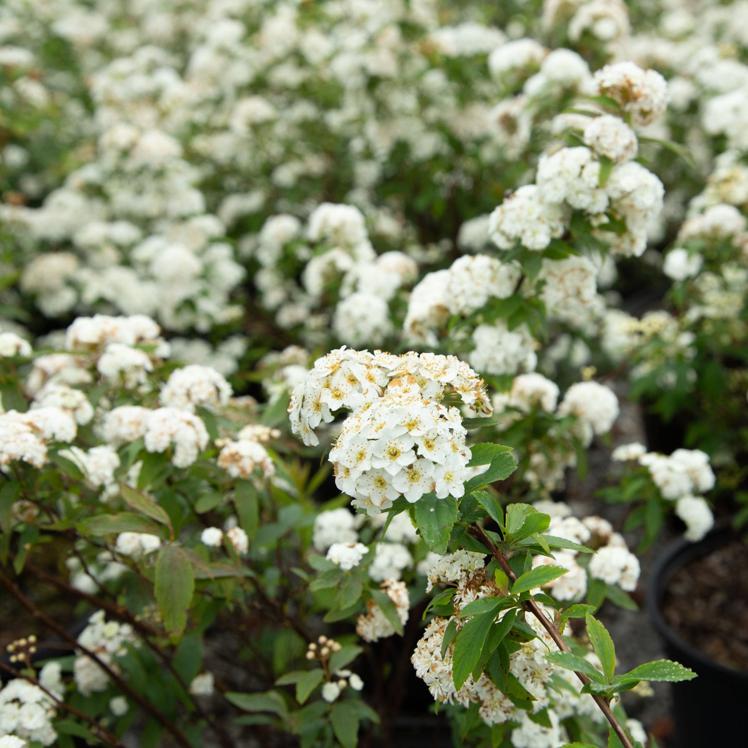 Flowerwood 5380Q-1 shrubs - View #5