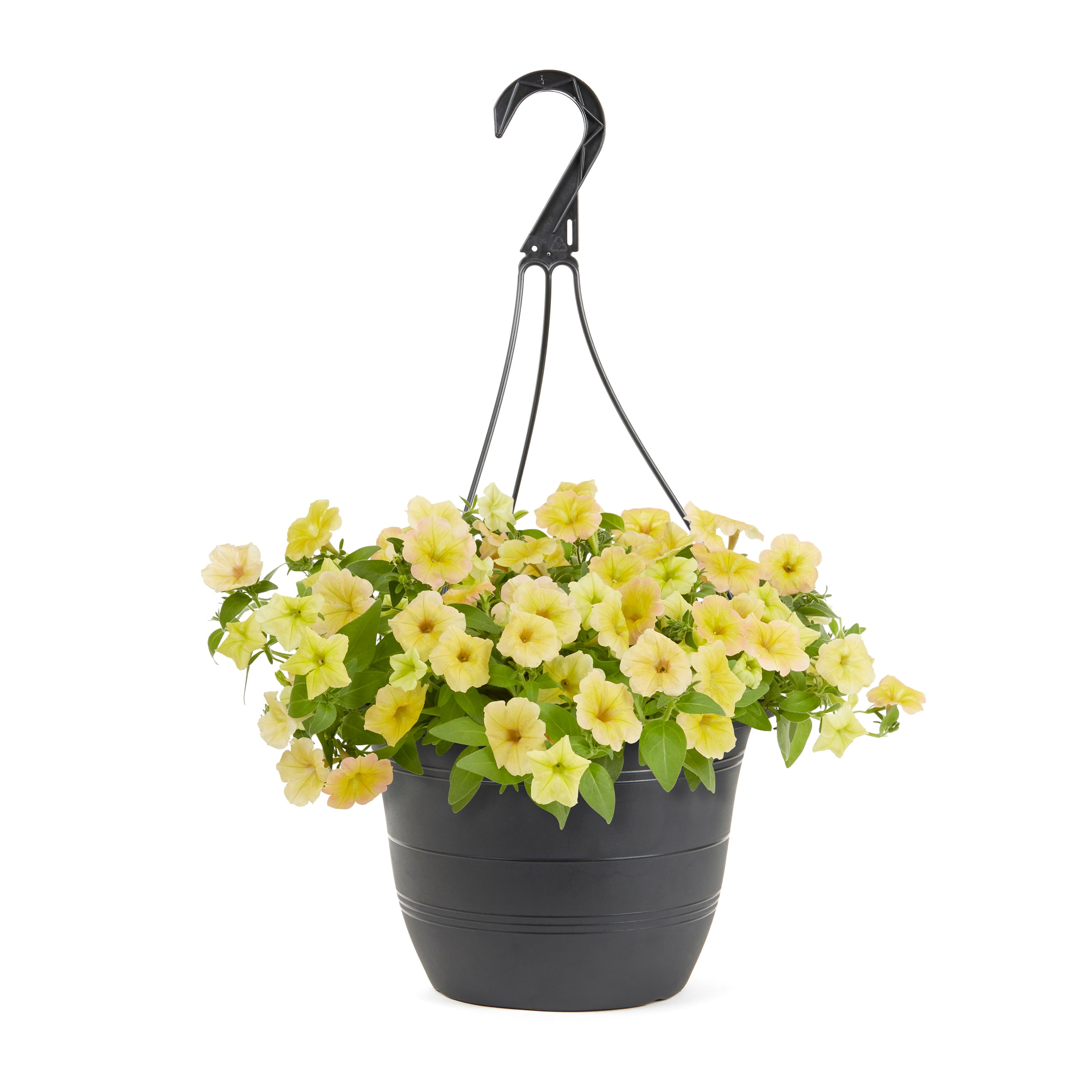 Lowe's 223973 annuals - View #7