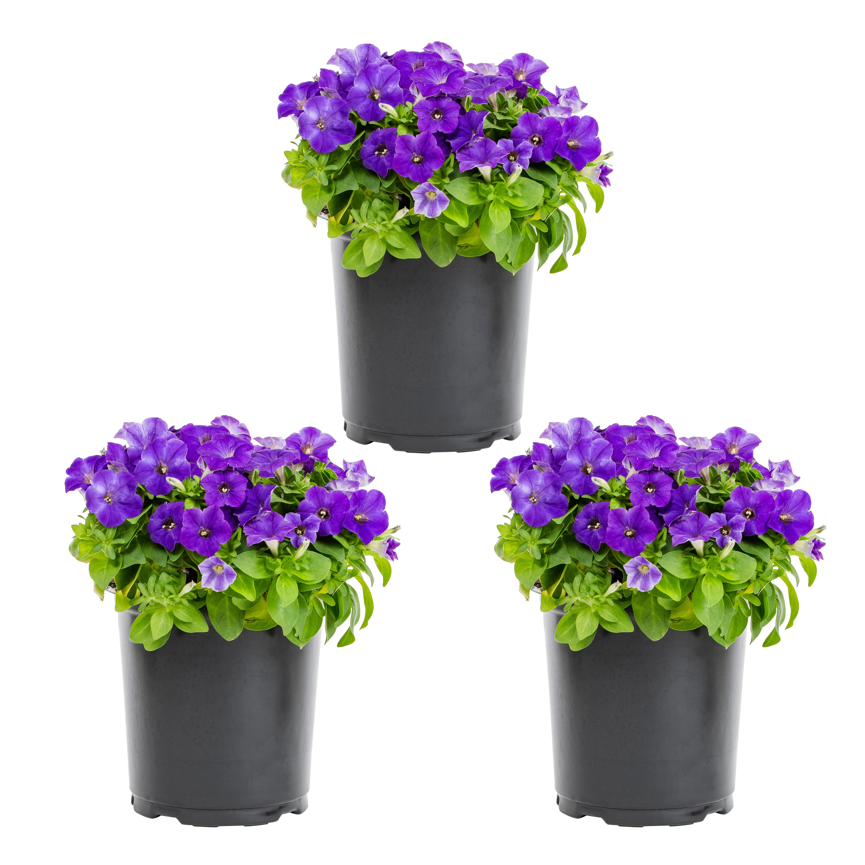 Metrolina Greenhouses 4663 Purple Petunia in 2 Quart(s) Pot 3 -Pack