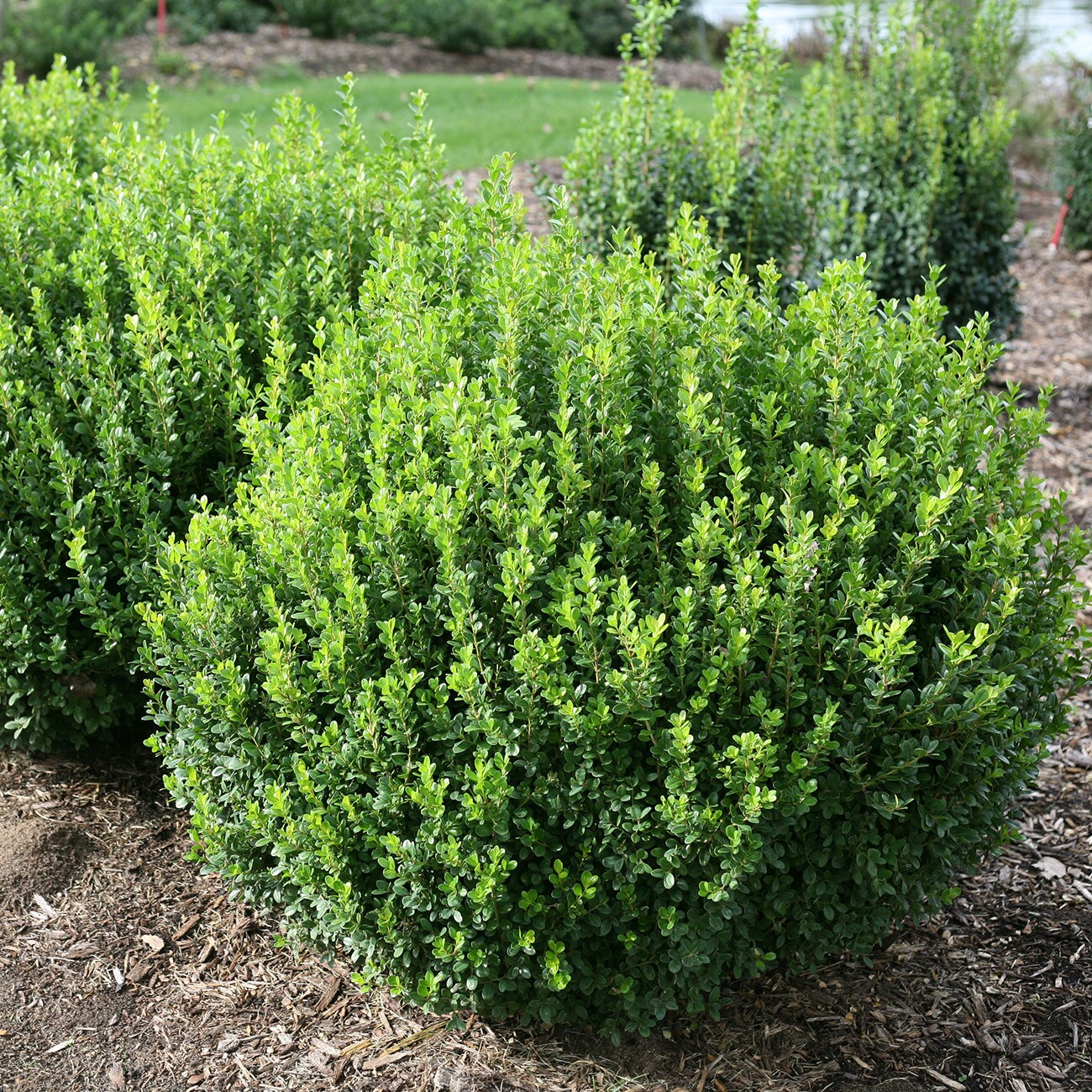 Perfect Plants LOSPRINTER1G shrubs - View #4
