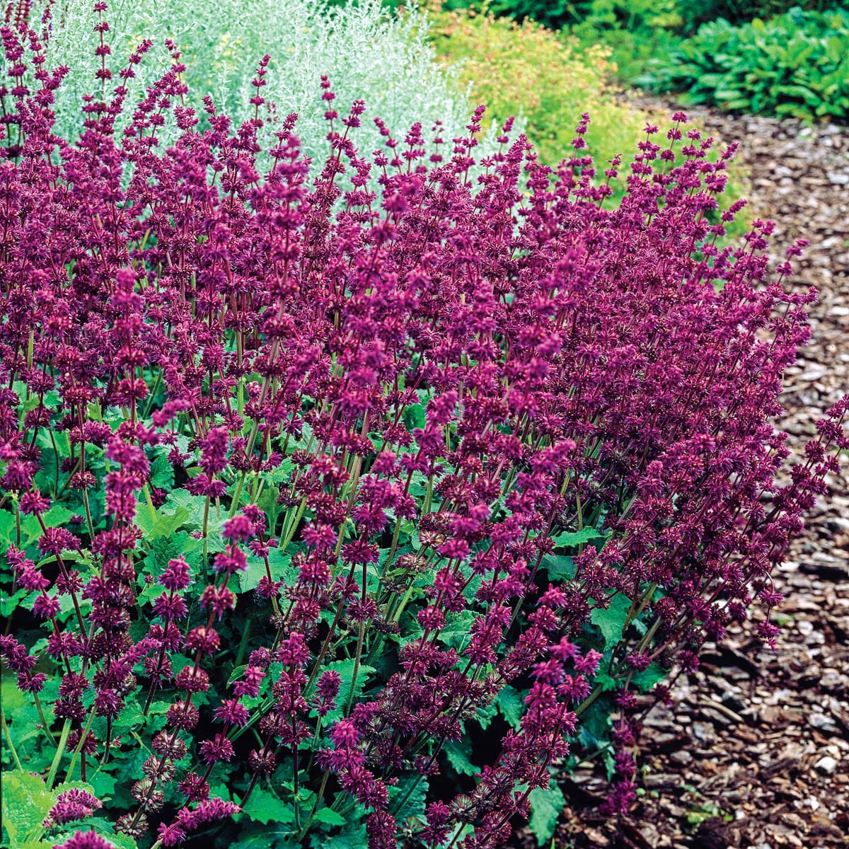 Direct Gardening 96197 Purple Rain Salvia Dormant Perennial Starter Plant in 1 -Pack Bareroot 3 -Pack