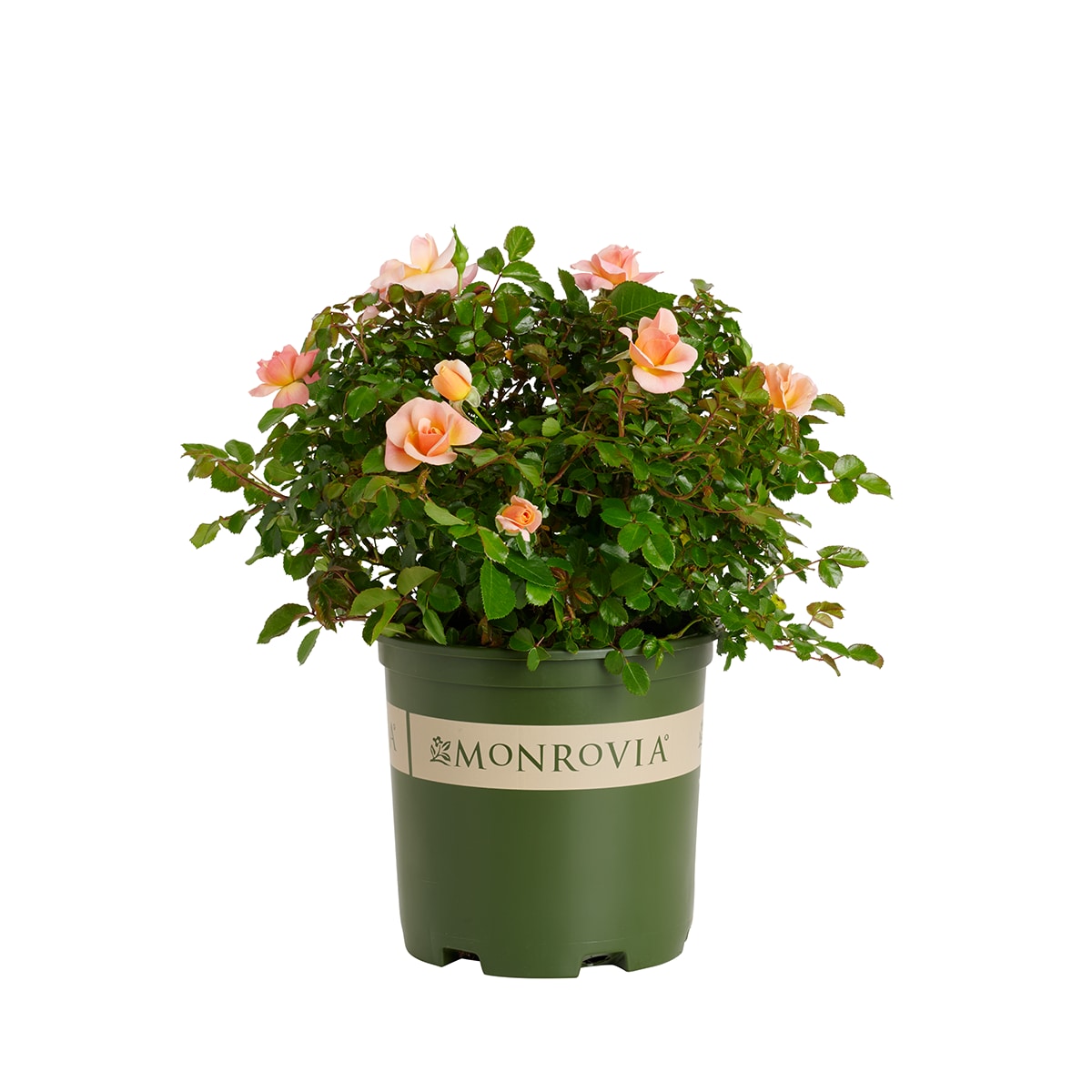 Monrovia Coral Nitty Gritty Peach Rose 1.73 -Gallon 1 -Pack in Pot #KT11242052000200000
