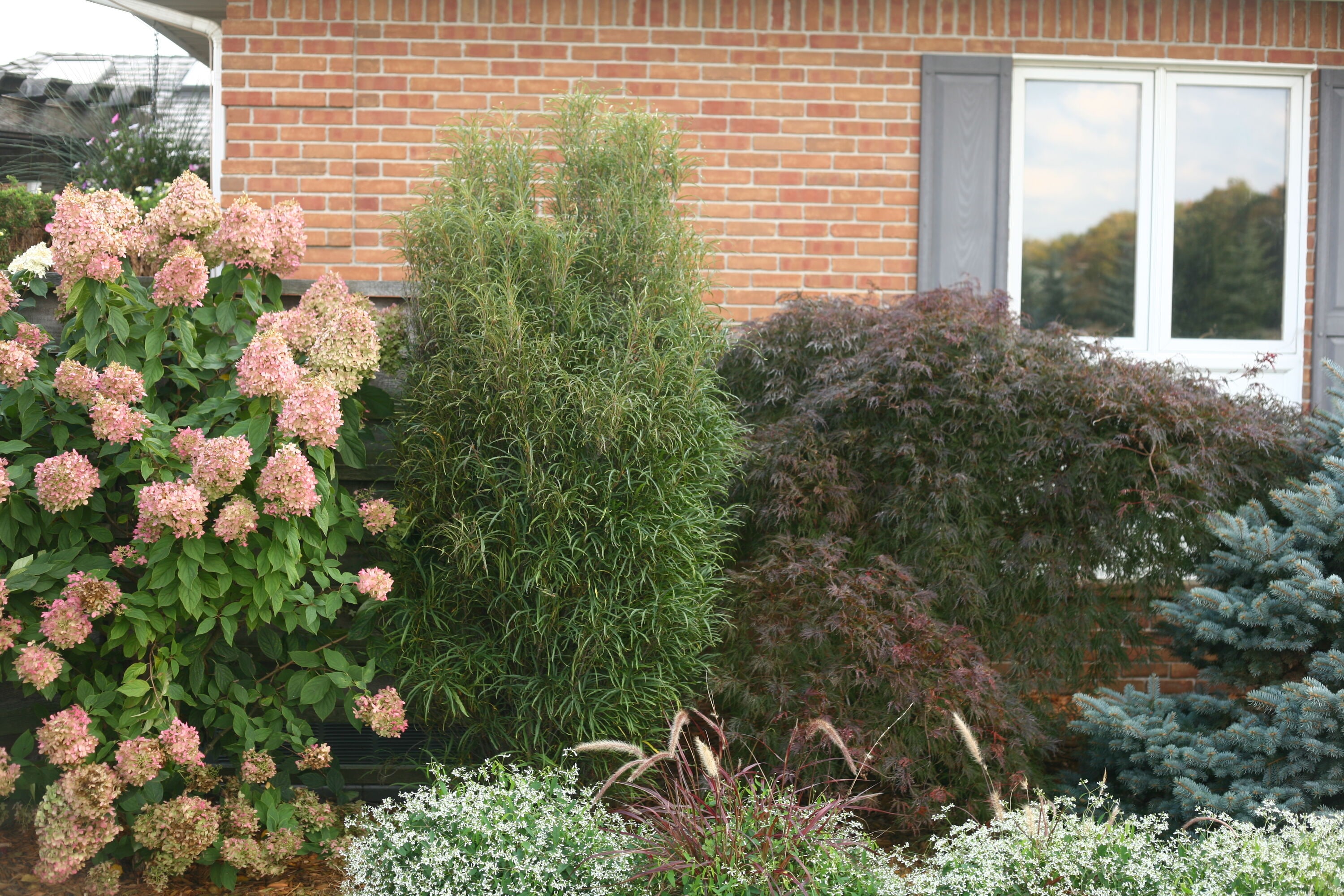 Proven Winners RHAPRC1027800 shrubs - View #4