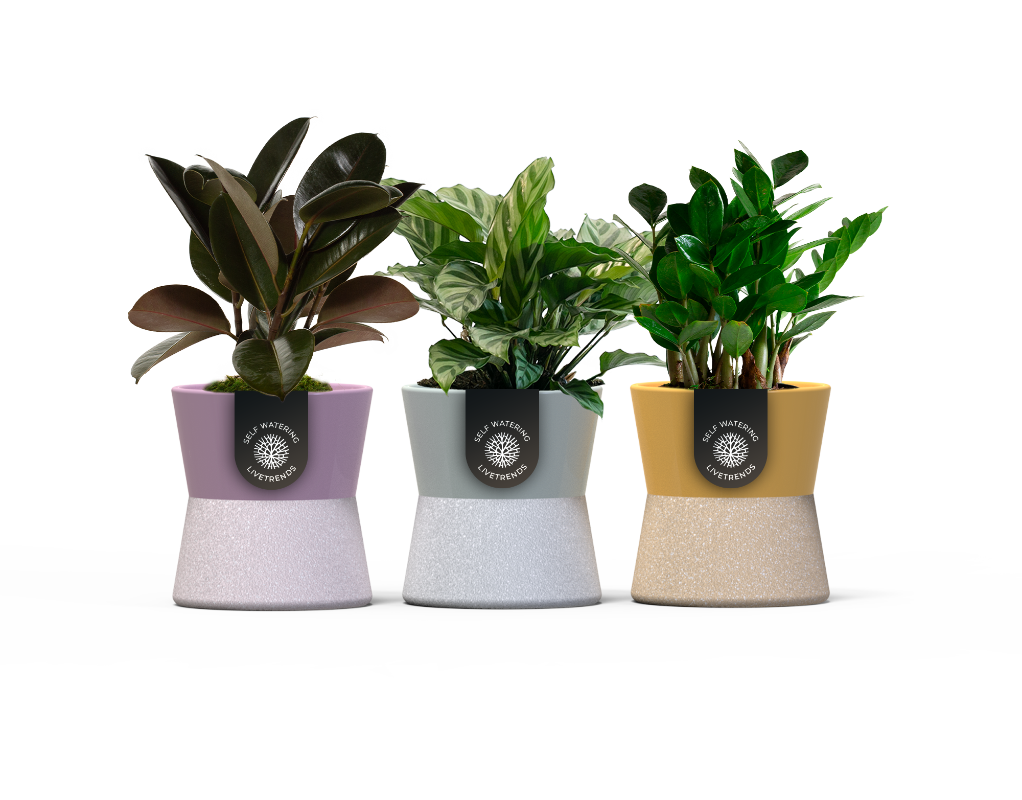 LiveTrends ASB07048 Colorize House plant in 12 Ounce(s) Pot 1 -Pack
