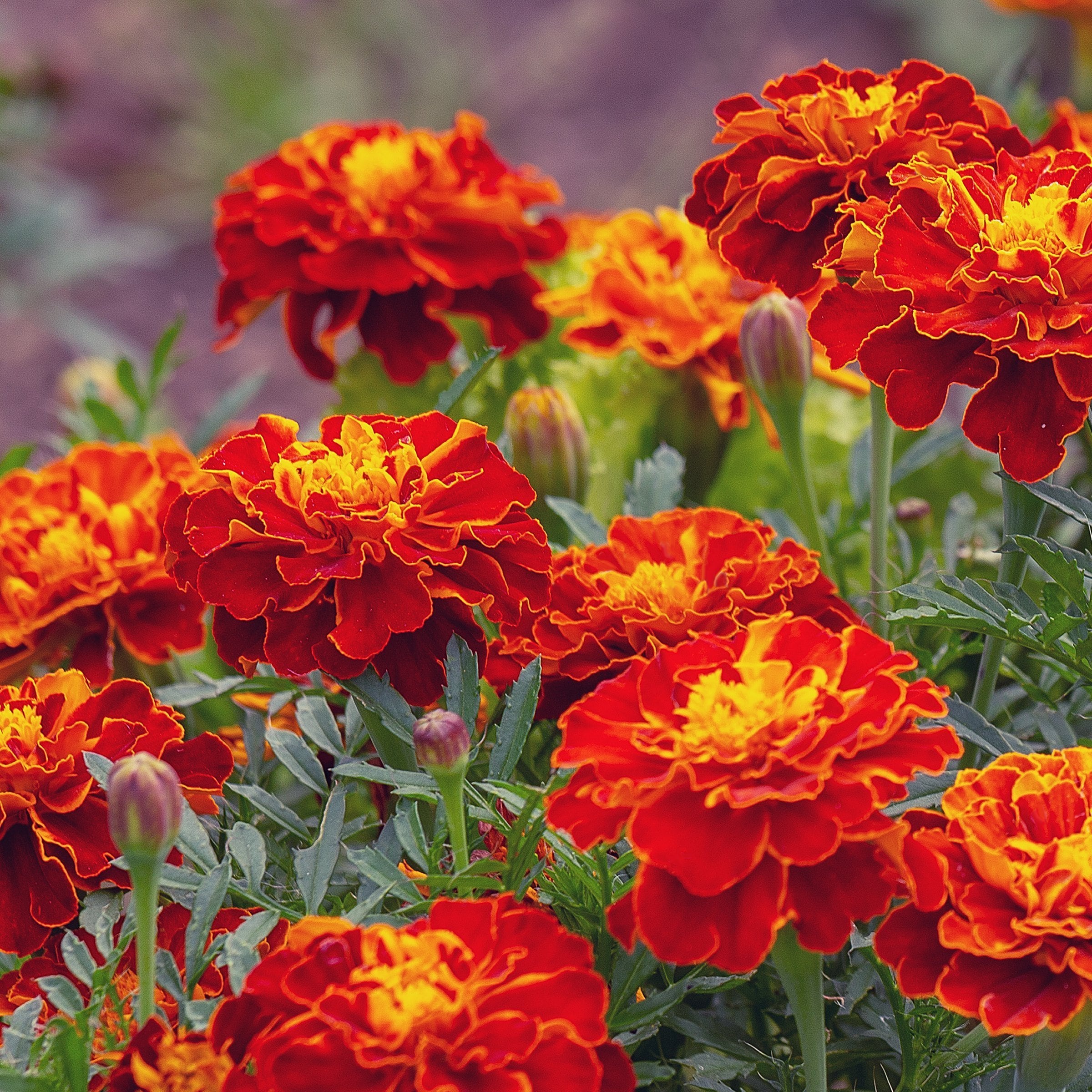 National Plant Network LW2583 annuals - View #8