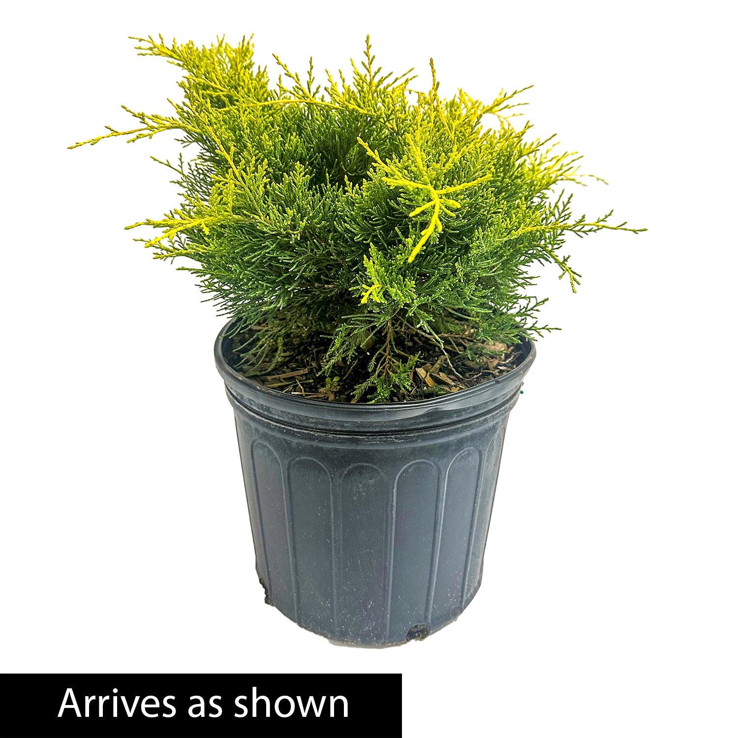 Spring Hill Nurseries 95010 shrubs - View #4