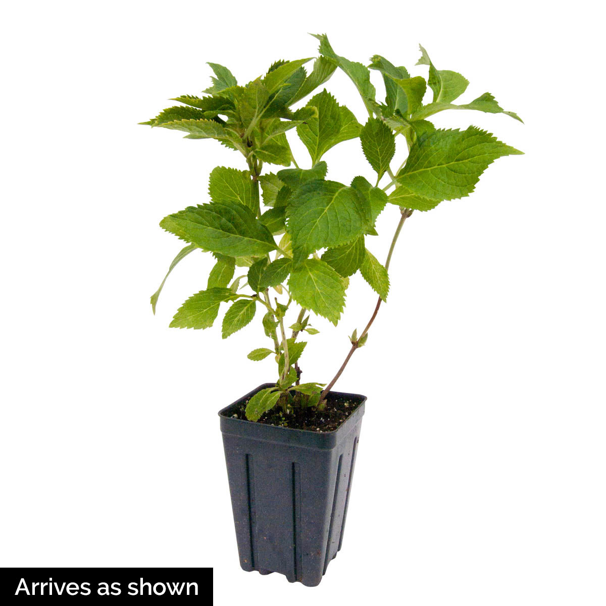 Spring Hill Nurseries 87516 shrubs - View #4