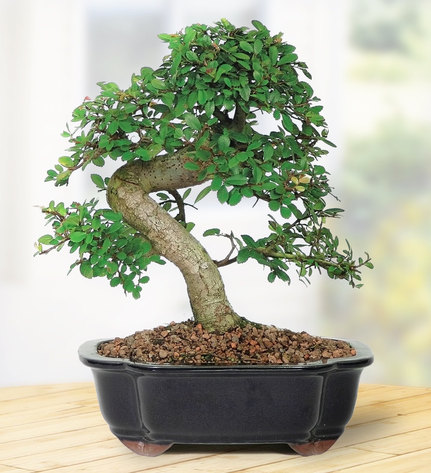 Brussel's Bonsai 8-in Feature Chinese Elm- Feature and Use Setting Shot ...