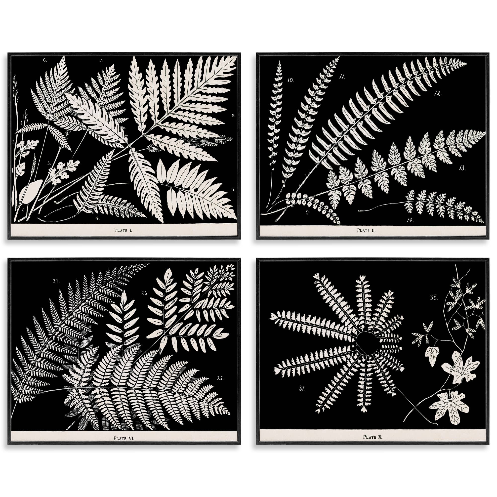 Stupell Industries A4-269-FR-4PC-16X20 Ferns Studies with Stark Contrast 4 Piece Black Framed Giclee Art Set By Phillipa Katz 20 x 16