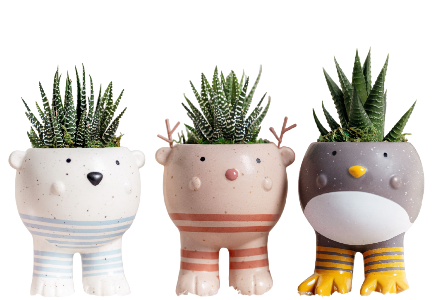 LiveTrends ASB07887 Santa's Helper - Succulent House plant in 3 -Pack Pot 3 -Pack