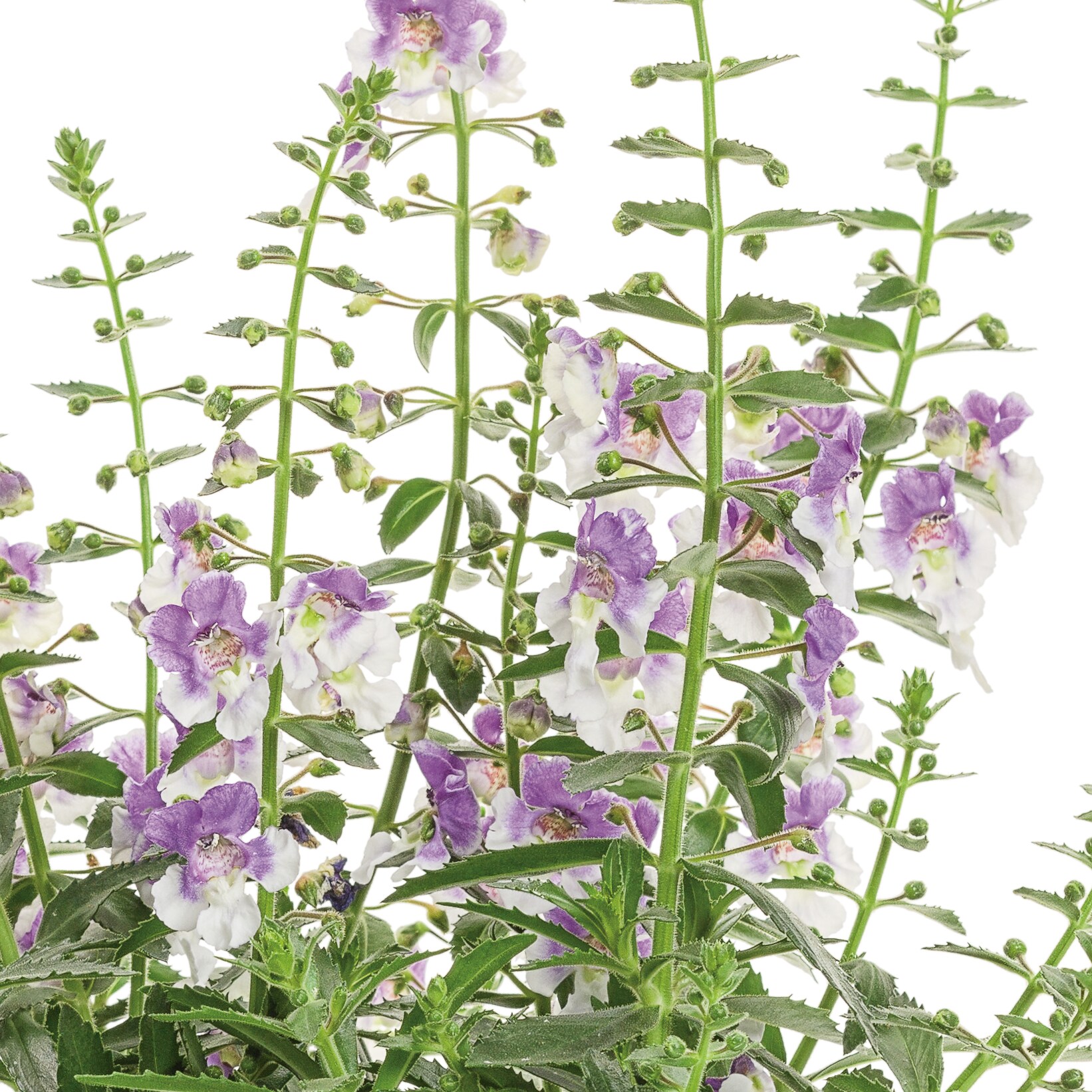 Lowe's NURSERY annuals - View #2