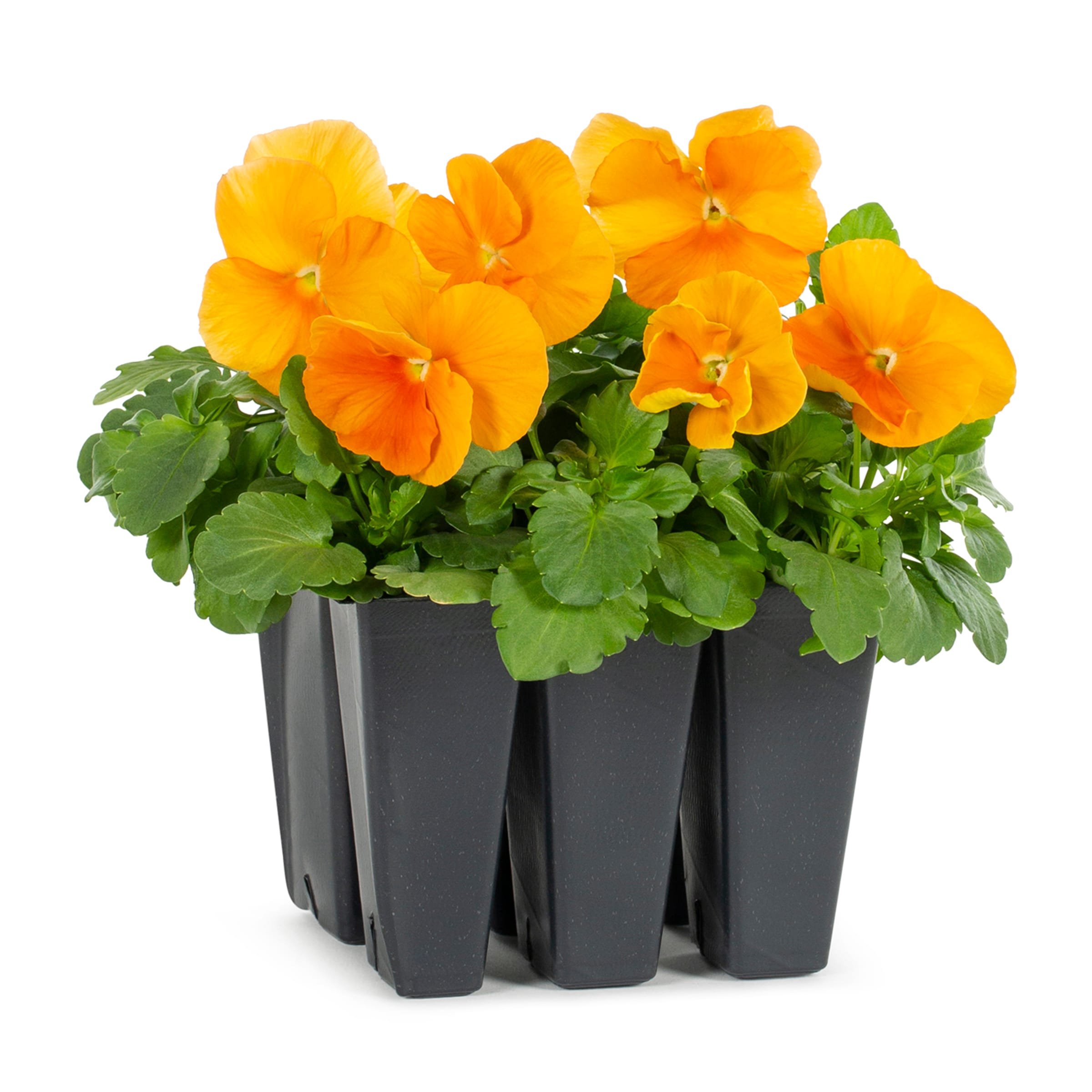 Lowe's 92985 Multicolor Pansy in 6 -Pack Planter 1 -Pack