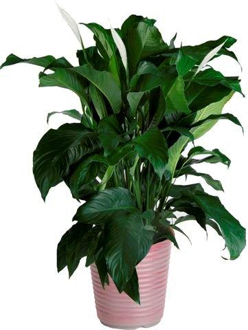  NURSERY White Peace lilly House plant in