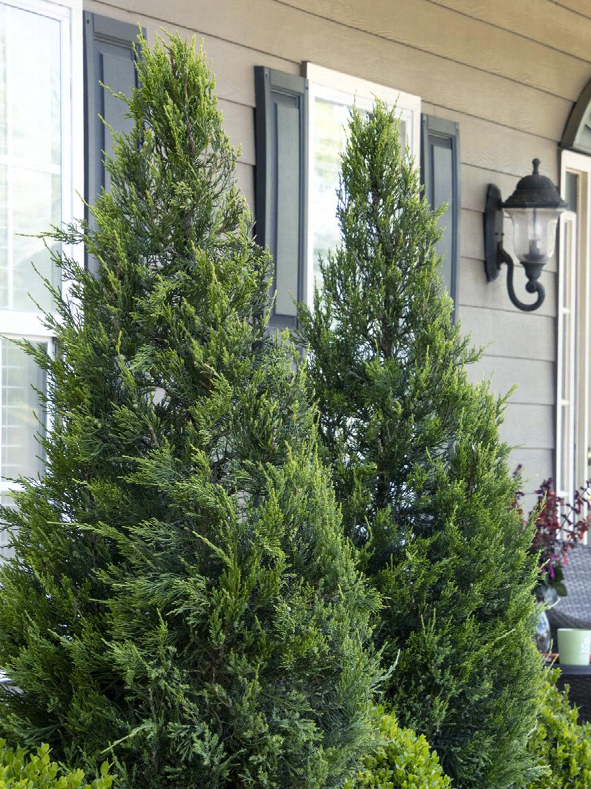 Southern Planters JUNHET01G trees - View #3