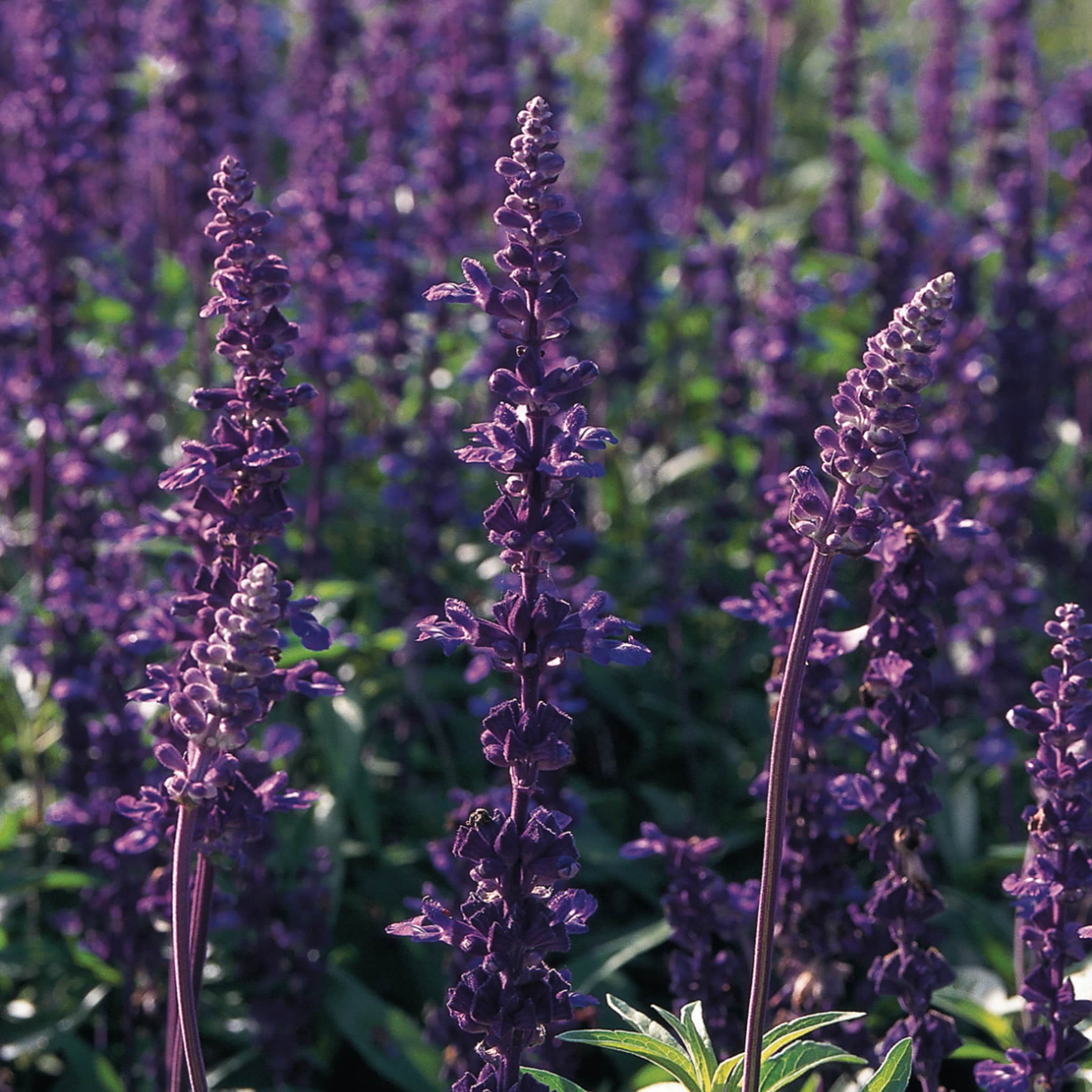 Lowe's NURSERY perennials - View #2