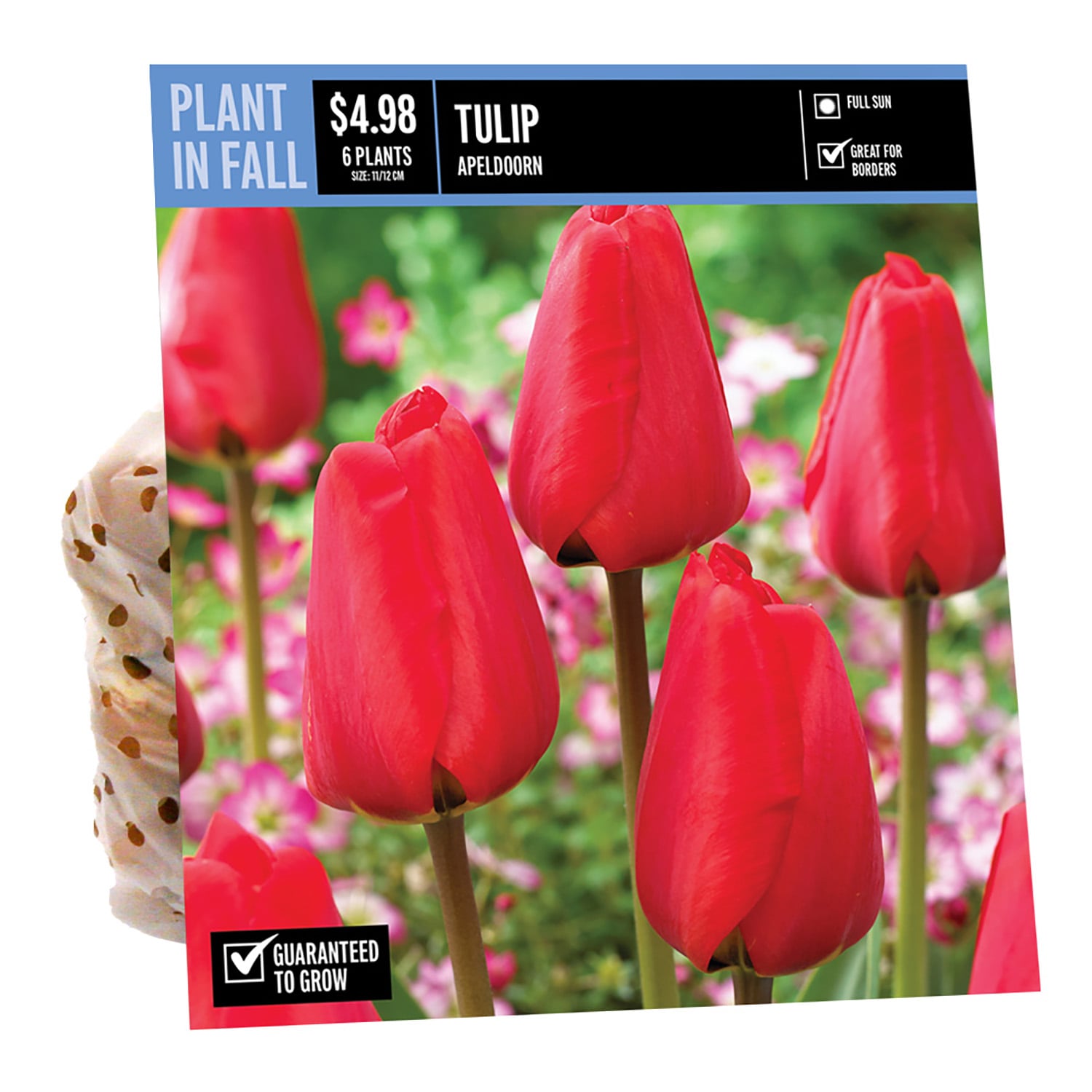  NURSERY TULIP APELDOORN PBS