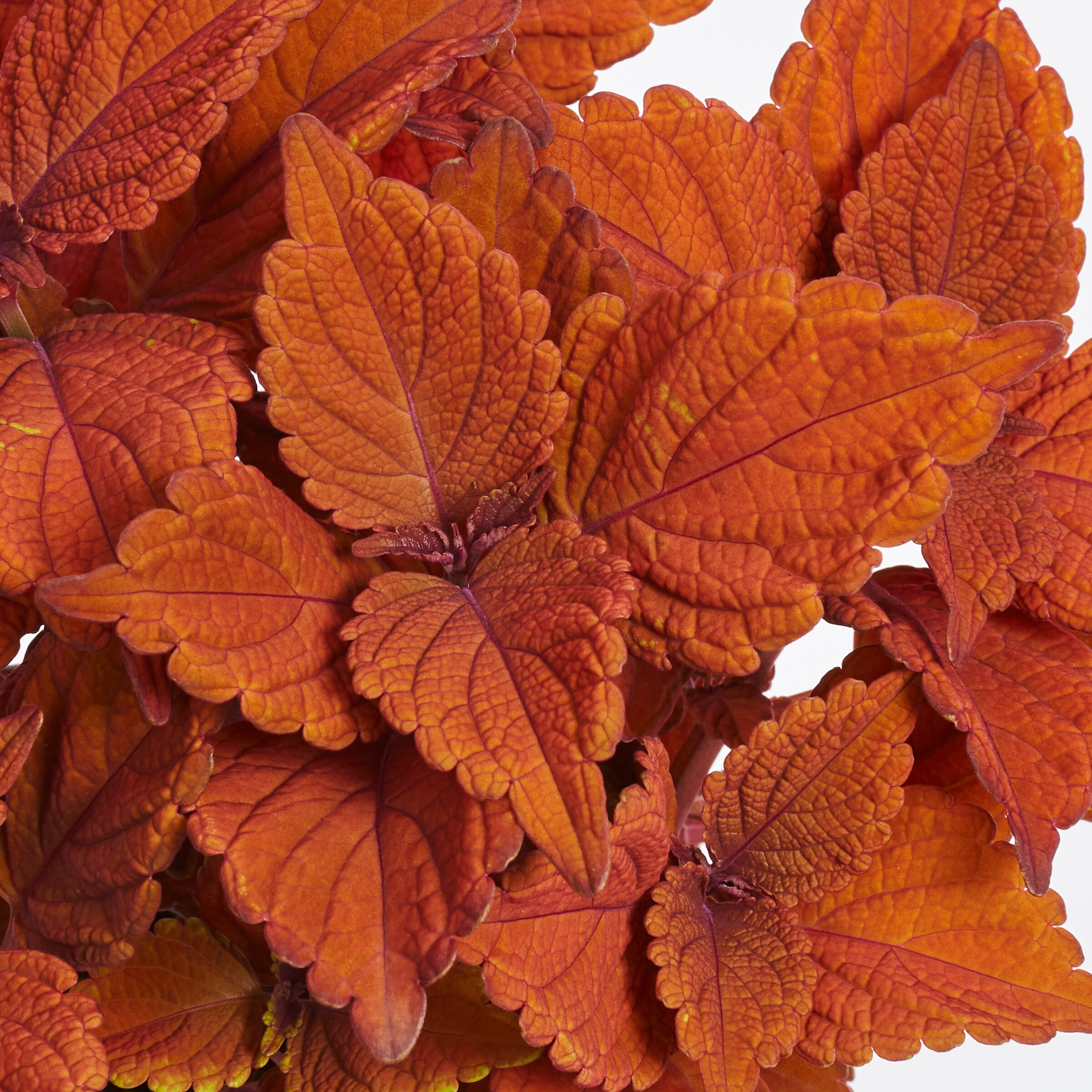 Lowe's NURSERY annuals - View #4