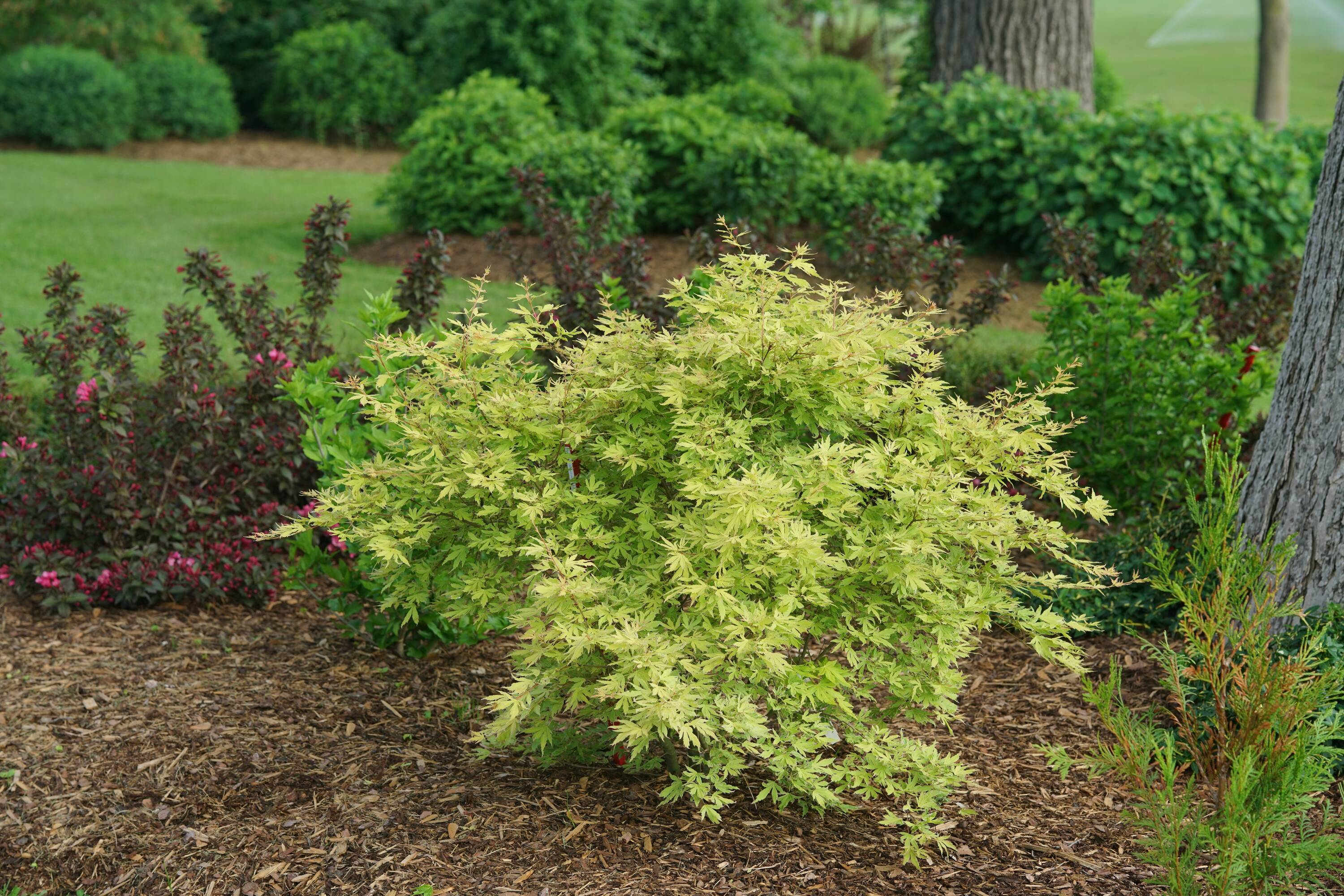 Proven Winners ACEPRC0016101 shrubs - View #3