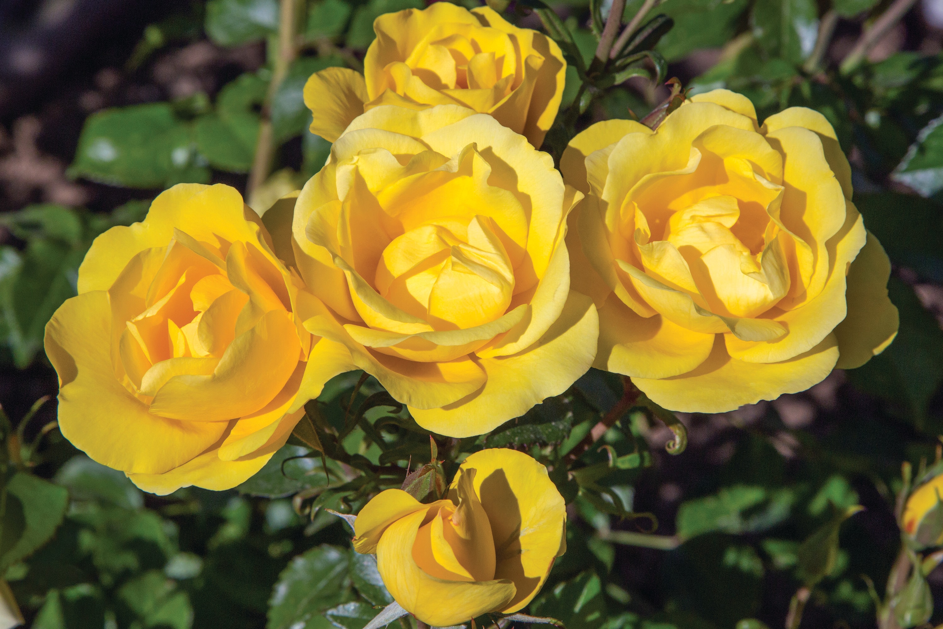 National Plant Network LW1428 Multicolor Rose 4 -Pack Bare root